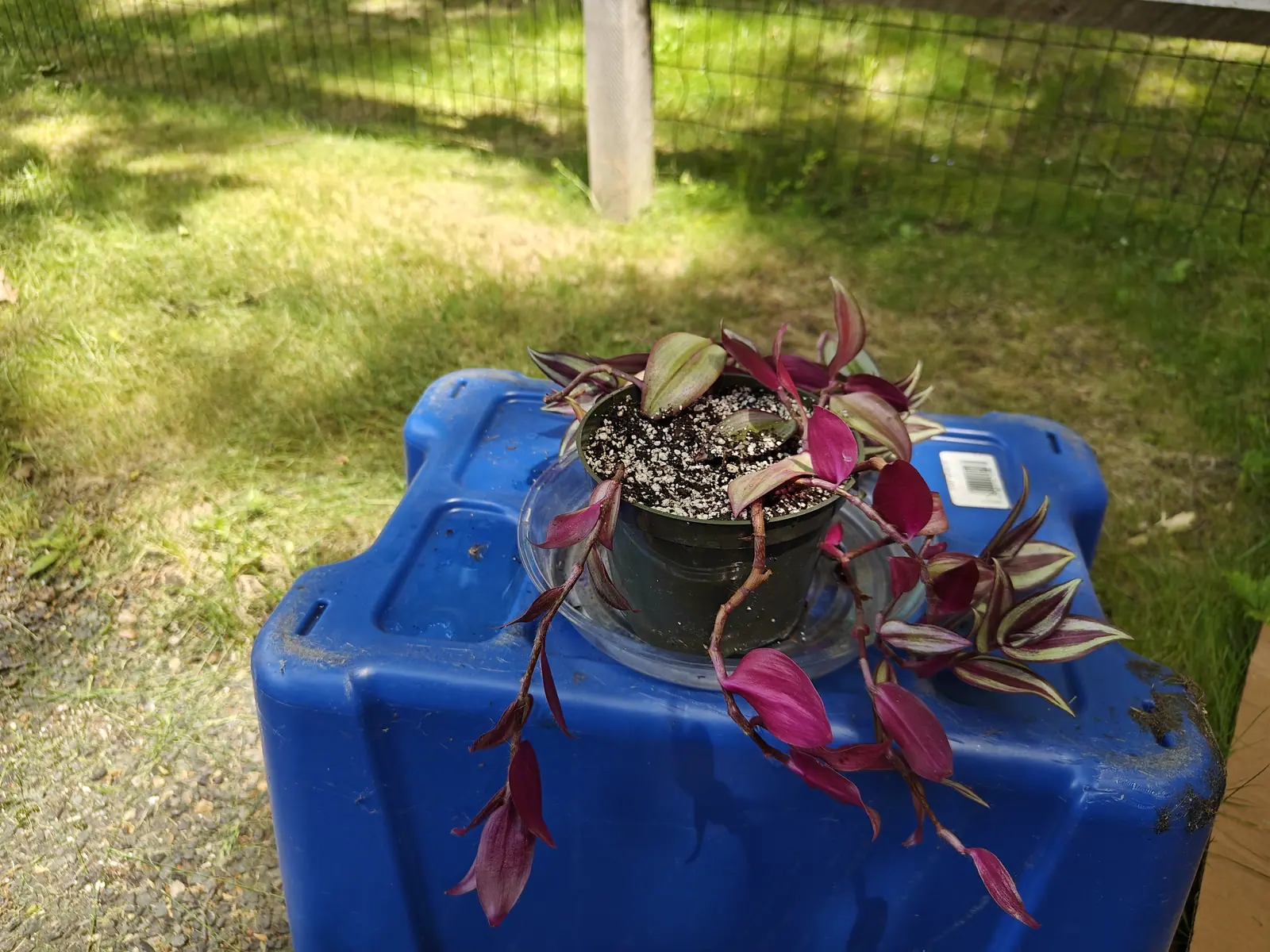 A trailing tradescantia with purple and silver striped leaves spilling from a small black pot in a clear saucer, set on the lid of a blue plastic tote, sunlit grass and wire fencing behind.