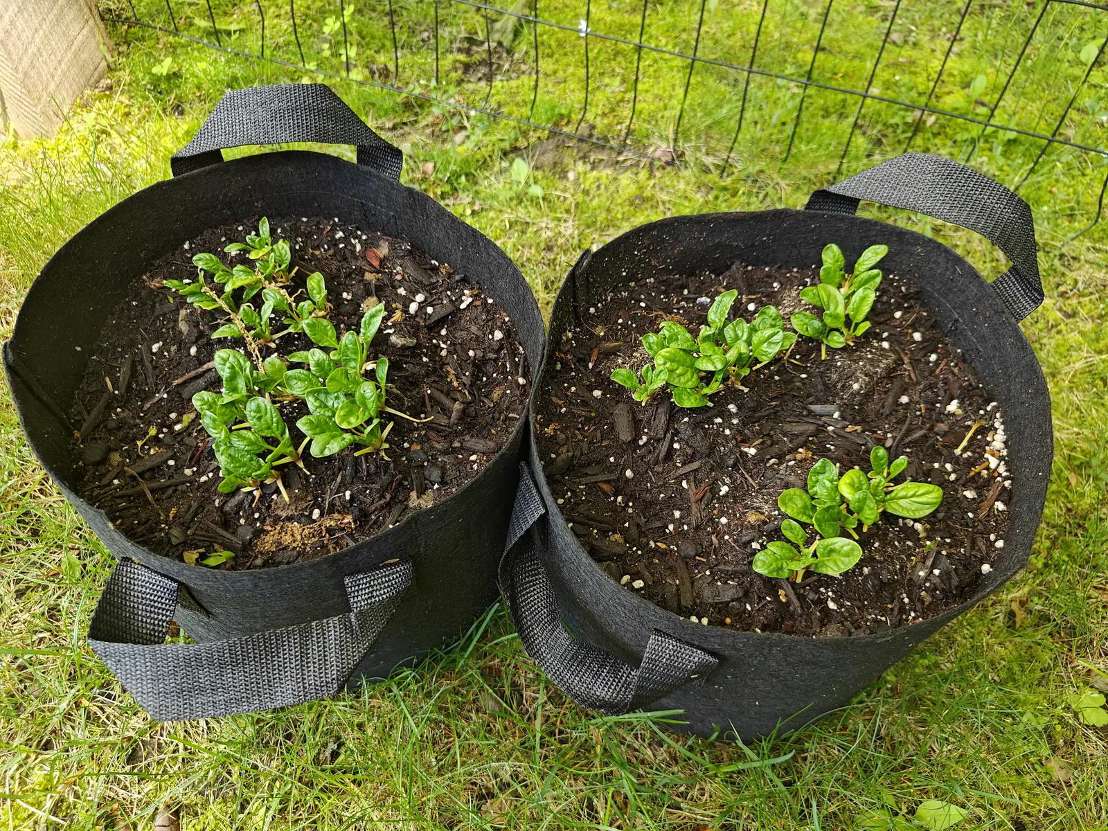 Two round black fabric grow bags side by side on mown grass, each with a scatter of small young plants in dark compost. A wire fence runs behind.