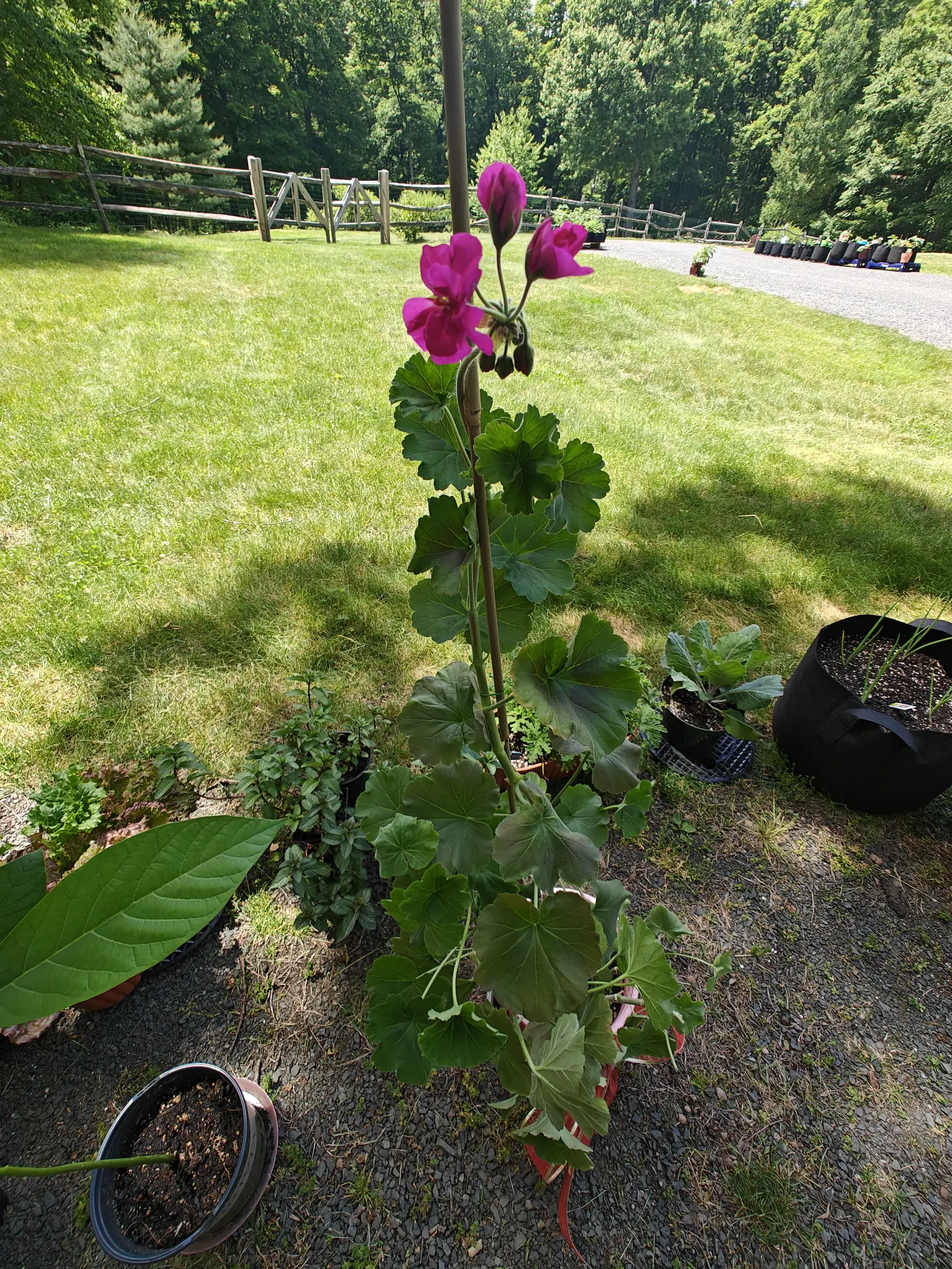 A tall pelargonium tied to a bamboo cane, magenta flower heads above rounded scalloped leaves, standing among pots on gravel with mown lawn, a split-rail fence and woodland behind.