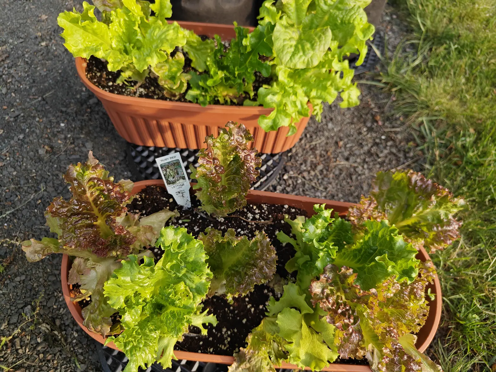 Two terracotta-coloured plastic troughs of loose-leaf lettuce, frilled leaves flushed red-bronze and bright green, on black woven ground fabric and gravel, a white plant label in the nearer trough.