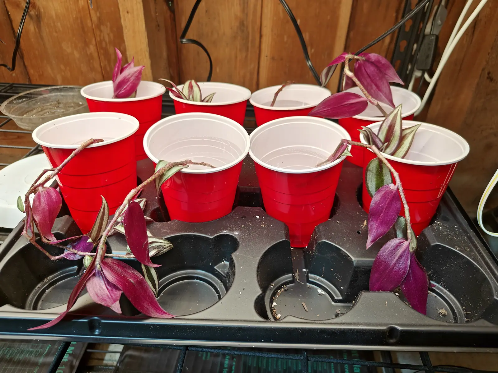 Eight red plastic cups in a black seed tray with tradescantia cuttings laid across them, purple and silver striped leaves trailing over the rims, white cables and a timber wall behind.