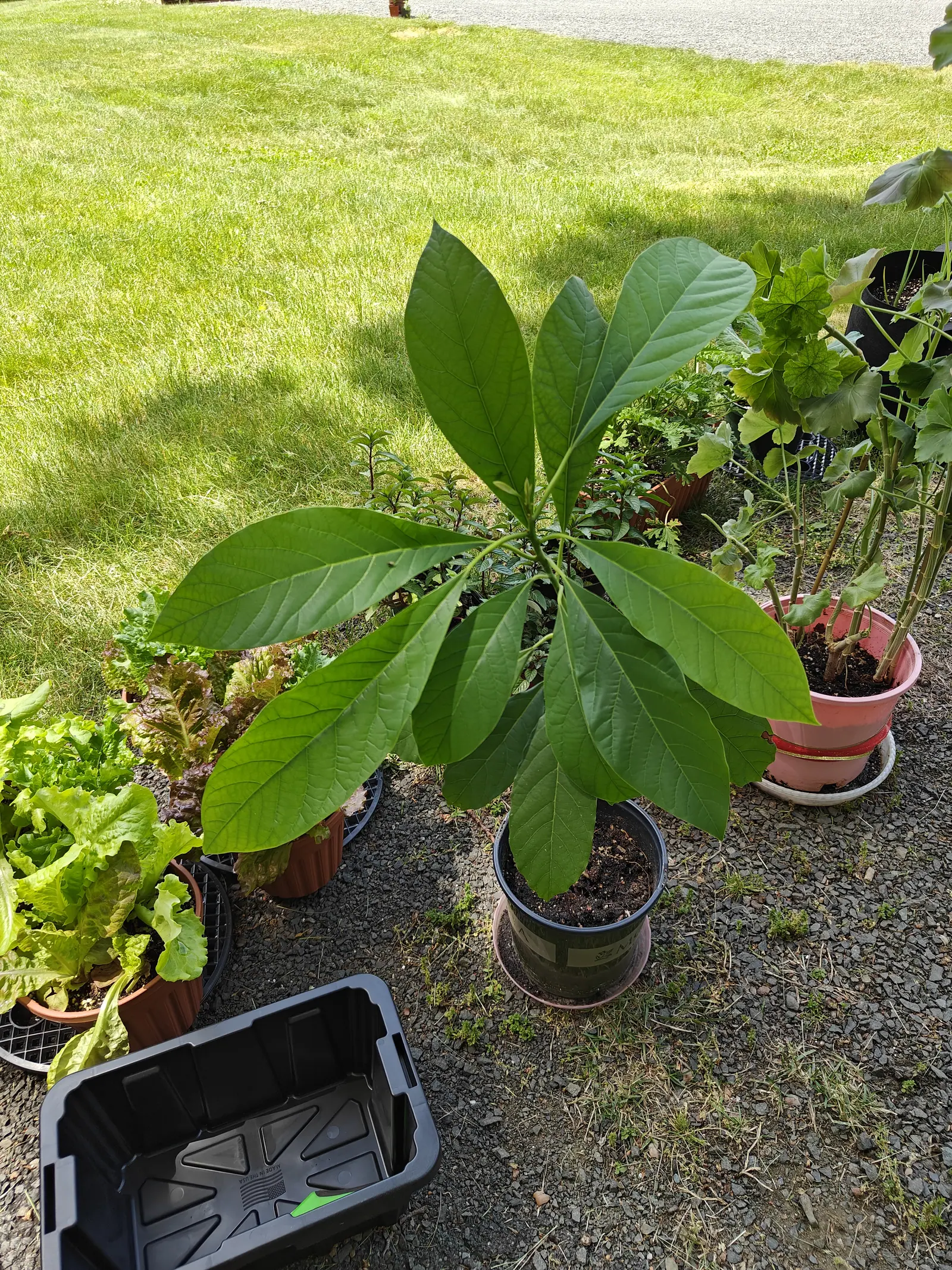 An avocado plant with a whorl of large glossy leaves in a black plastic pot on gravel, pots of lettuce and other greens around it, a black tote in the foreground and mown lawn beyond.