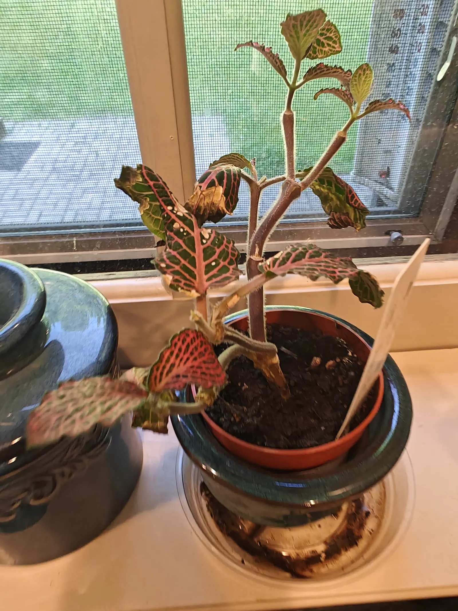 A red-veined fittonia in a small terracotta pot set inside a glazed teal cachepot on a windowsill, pink-marked leaves splaying out, a white label upright beside it and a blue-grey ceramic jar to the left.
