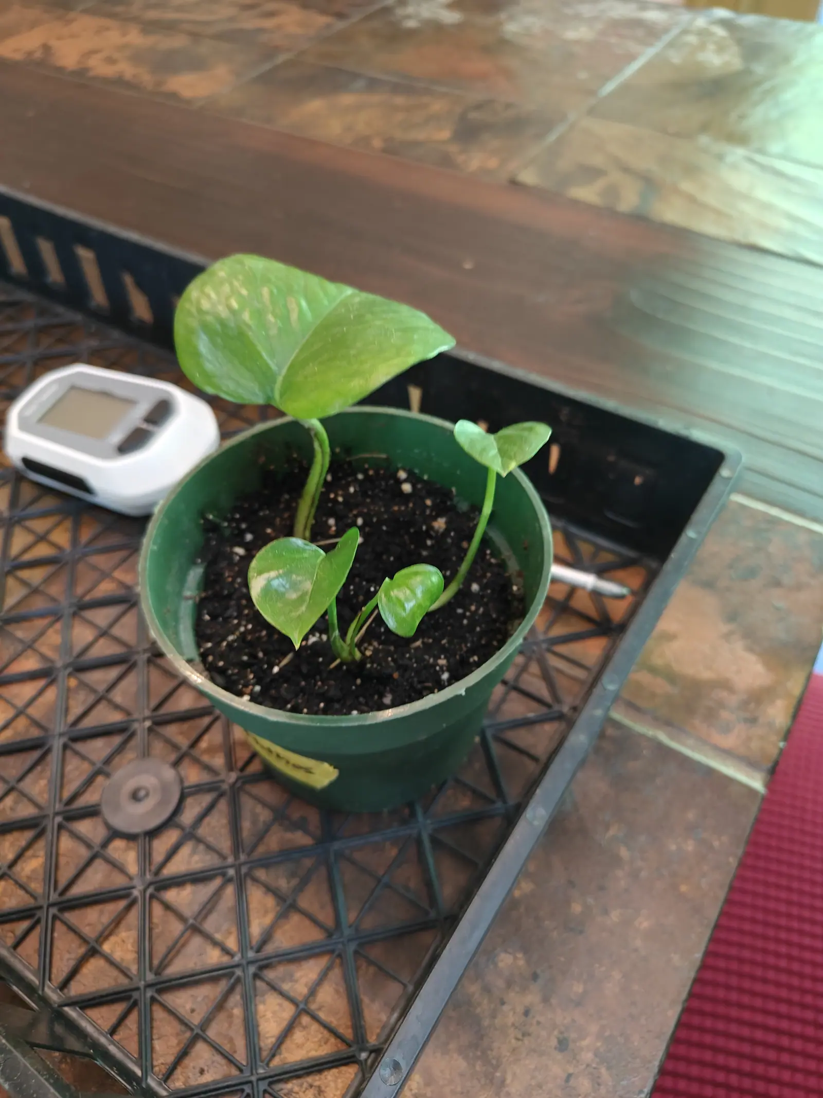 A small green pot of dark compost holding three or four young heart-shaped leaves on short stems, one larger leaf faintly marbled. It stands on a black plastic tray on a tiled surface, a white digital thermometer beside it.
