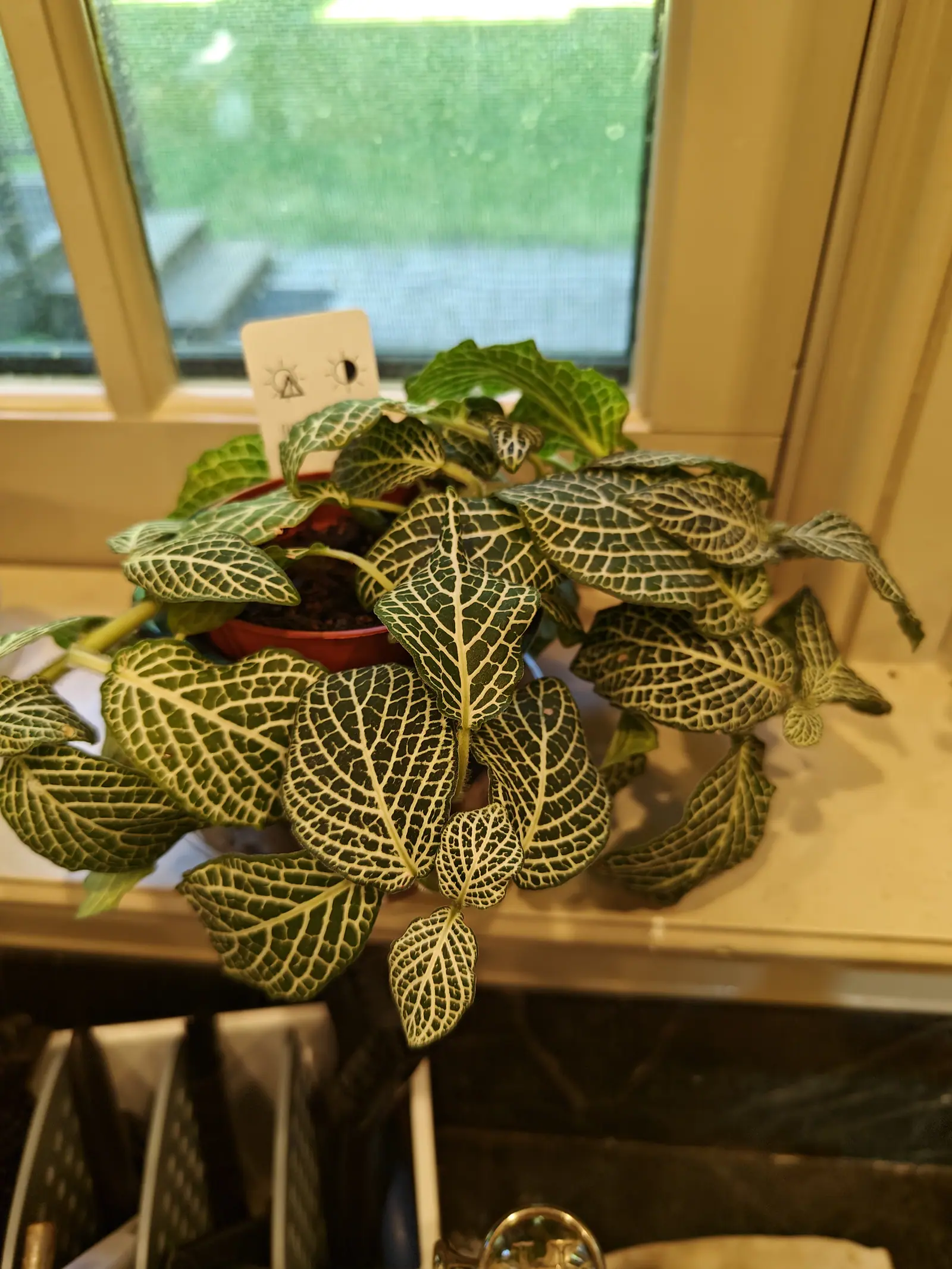 A green fittonia with white-veined leaves spilling over the rim of a small red pot on a painted windowsill, a printed white care label behind it, lawn visible through the window.