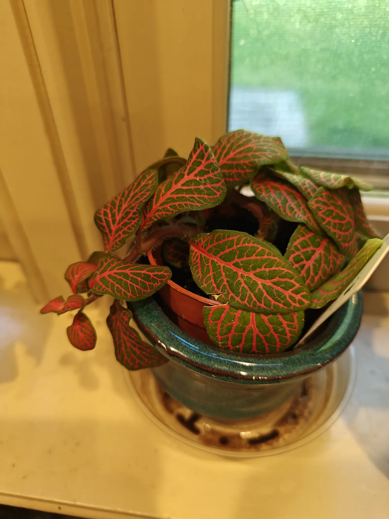A small houseplant with deep green oval leaves netted all over in vivid red-pink veins, in a terracotta pot set inside a glazed green bowl on a yellow windowsill. Daylight and a window screen show behind.