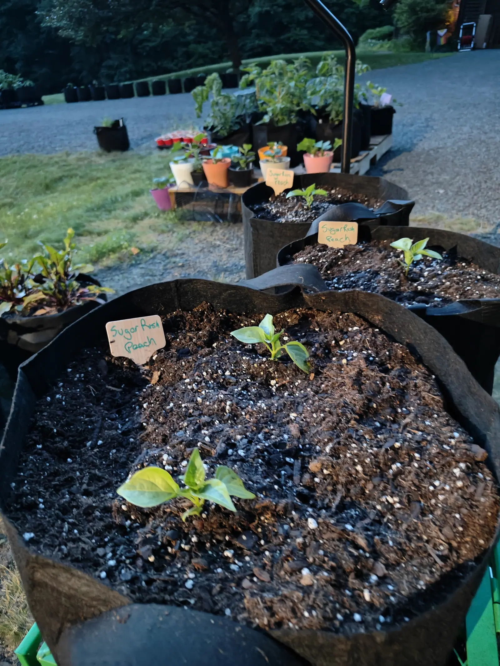 Two pepper seedlings in a large black fabric grow bag of dark compost, a wooden label beside them, a second labelled bag behind and a tiered stand of small potted flowers on the drive.