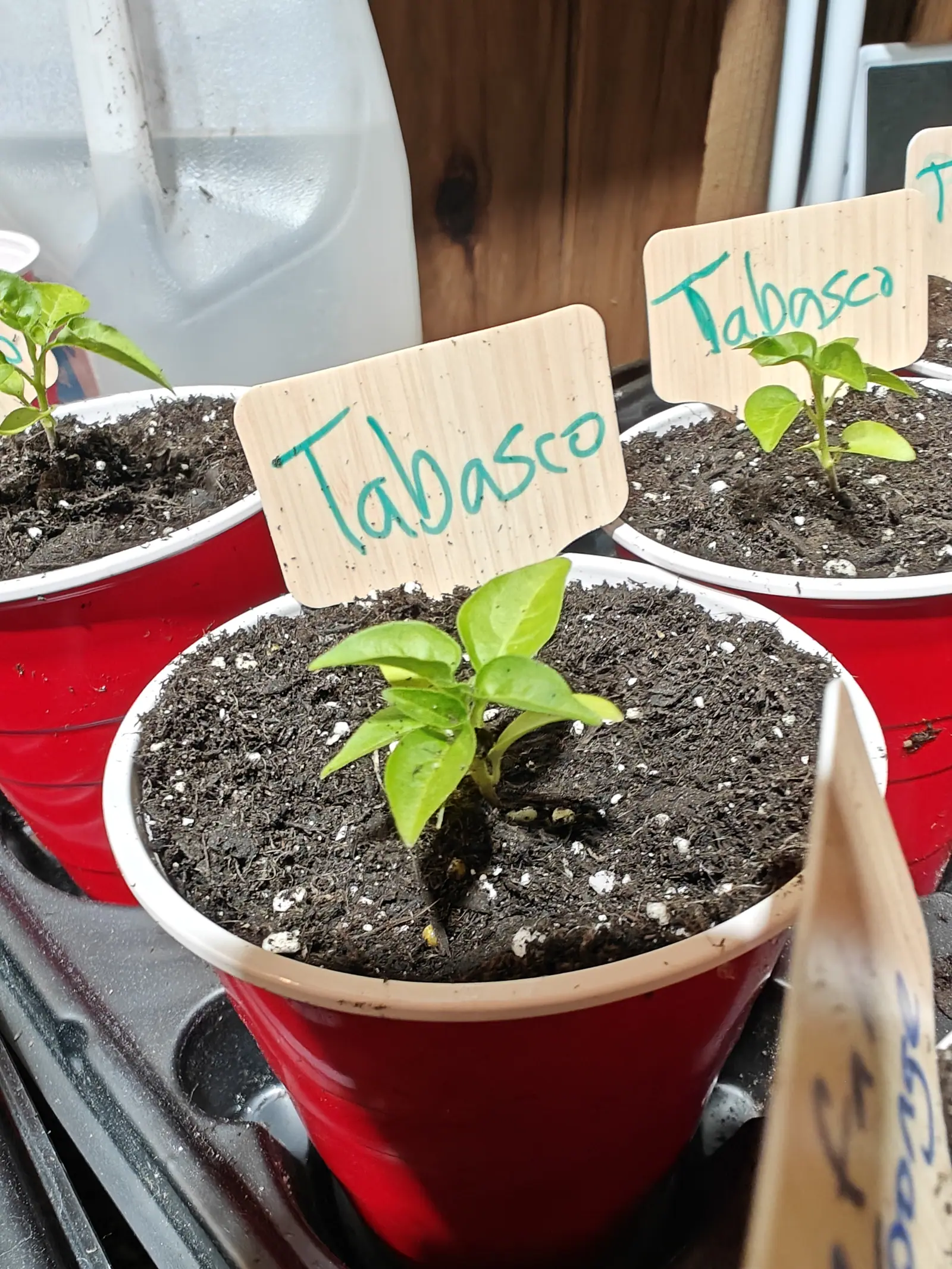 A pepper seedling in a red plastic cup with a wooden label lettered in green, two more of the same cups behind on a black tray, a white plastic jug against the timber wall.