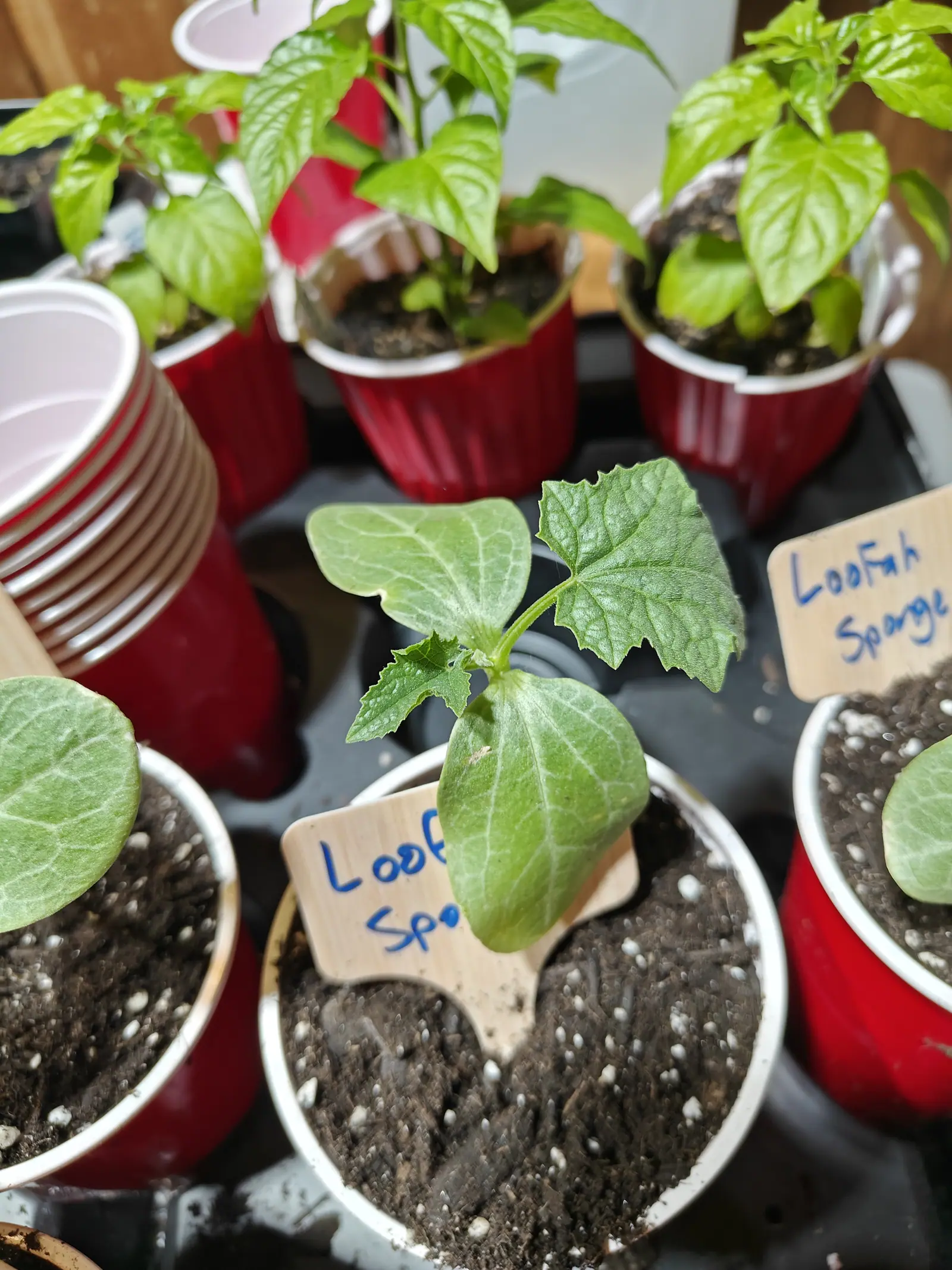 A loofah seedling with rough heart-shaped leaves in a white plastic cup, a handwritten label in front, a stack of red cups to the left and more seedlings across the black tray.
