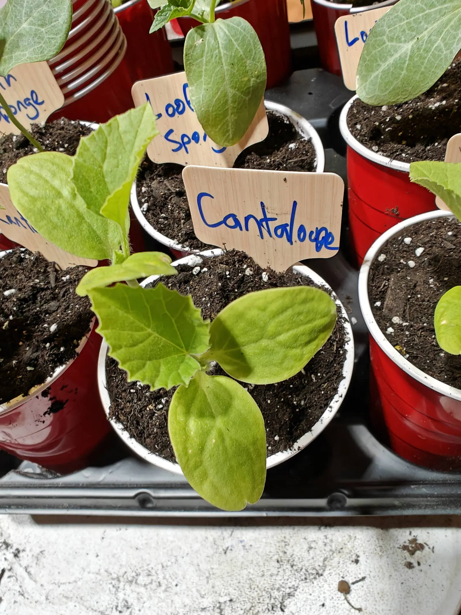 A cantaloupe seedling with rounded lobed leaves in a white cup, a blue handwritten label leaning across it, surrounded by red and white cups on a black tray.