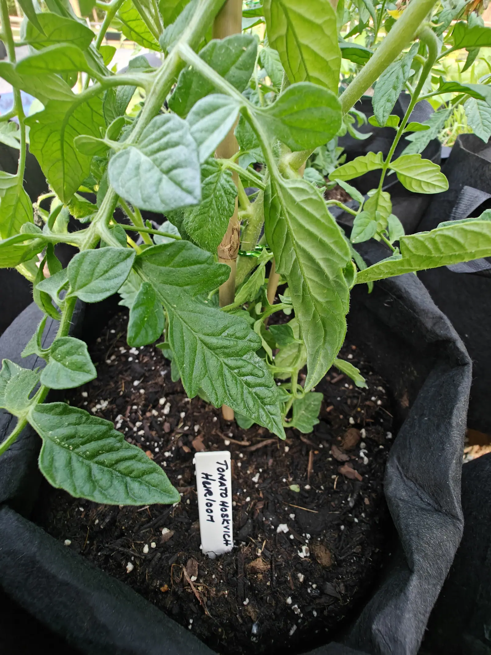 A tomato plant staked with a bamboo cane in a black fabric grow bag, its lower leaves shading dark compost, a white label pushed in at the front.