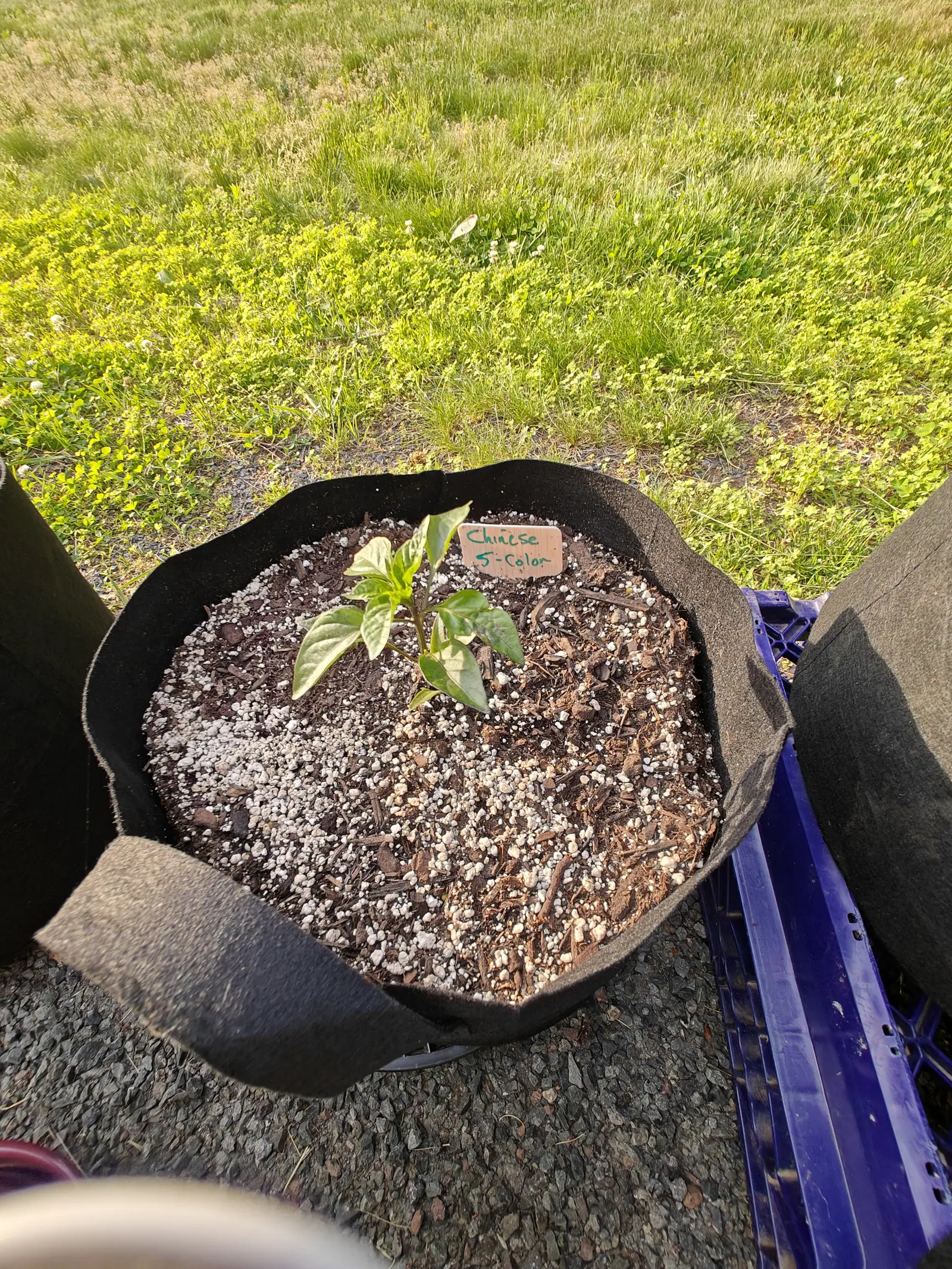 A small pepper seedling alone in a wide black fabric grow bag of bark and perlite compost, a wooden label behind it, sunlit grass and a ribbed blue plastic crate alongside.