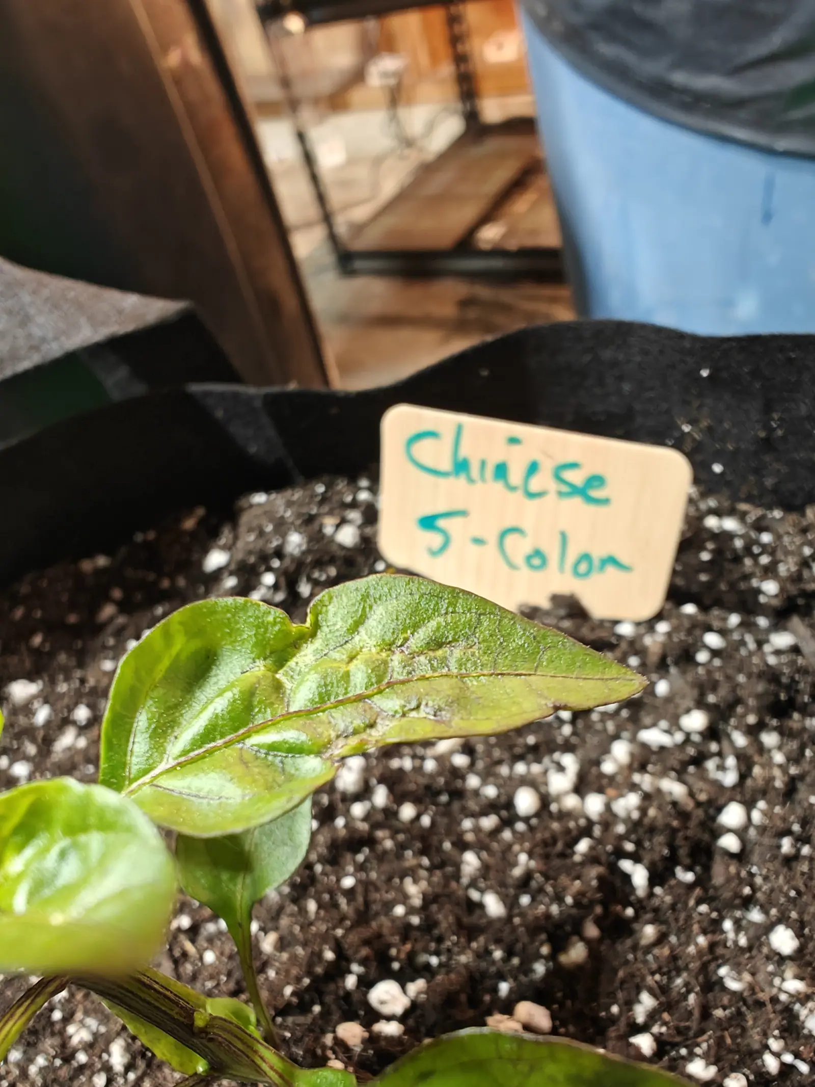 A pepper seedling's glossy leaves close in dark compost flecked with perlite, a wooden label lettered in green standing over it, timber shelving blurred behind.