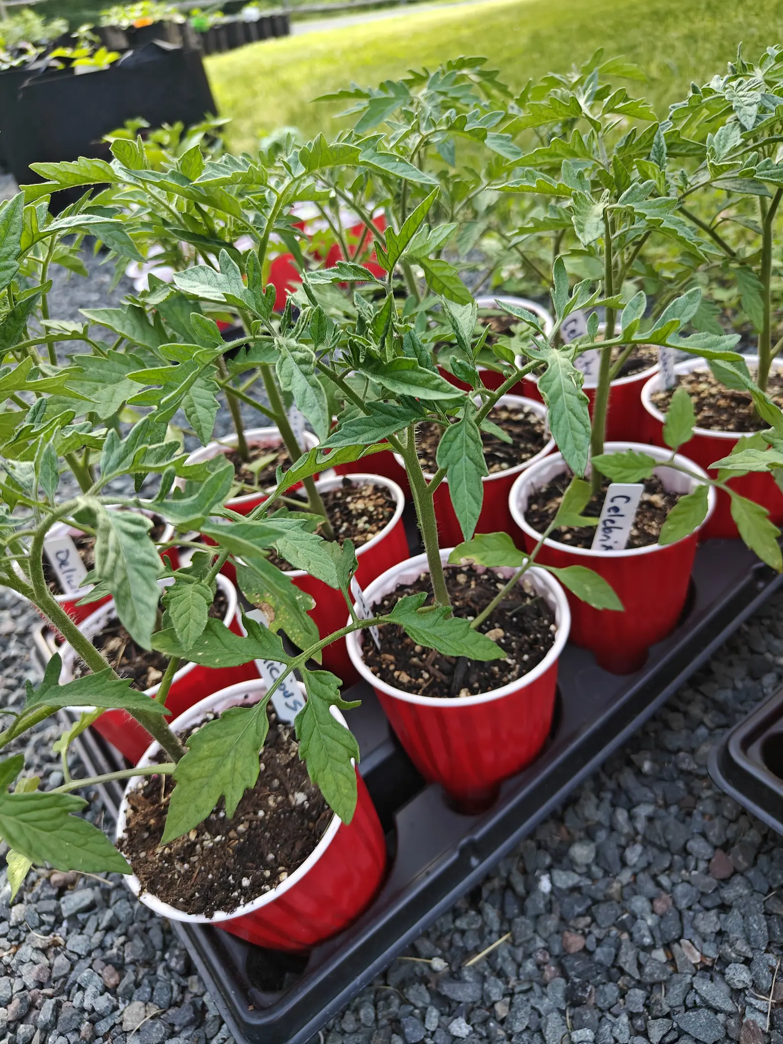A black carry tray of tomato seedlings in red plastic cups standing on gravel, small white labels among them, mown lawn and a second tray behind.