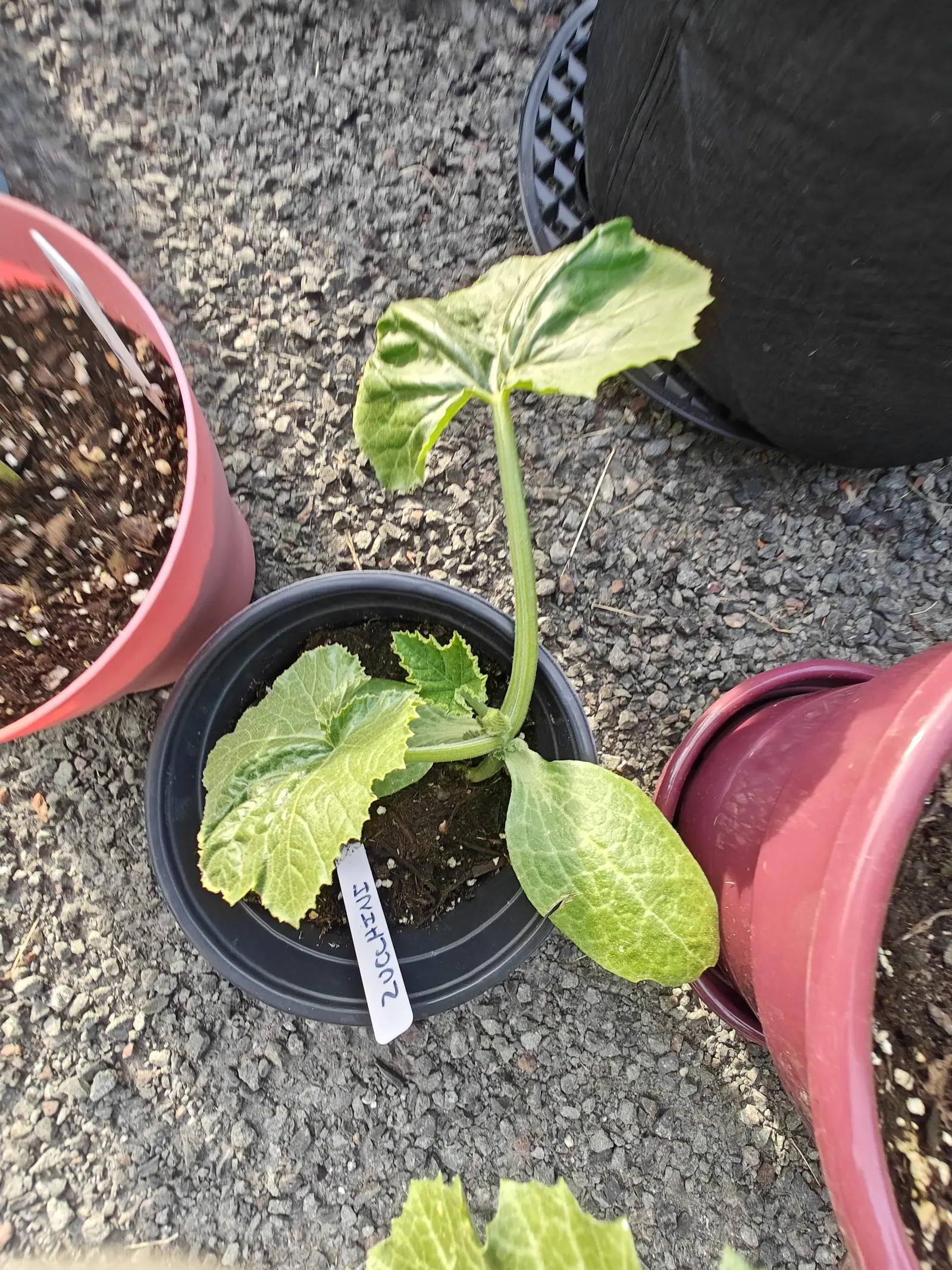 A zucchini seedling with two broad lobed leaves in a black plastic pot on gravel, a white label at its base, terracotta-coloured pots and a black fabric bag around it.