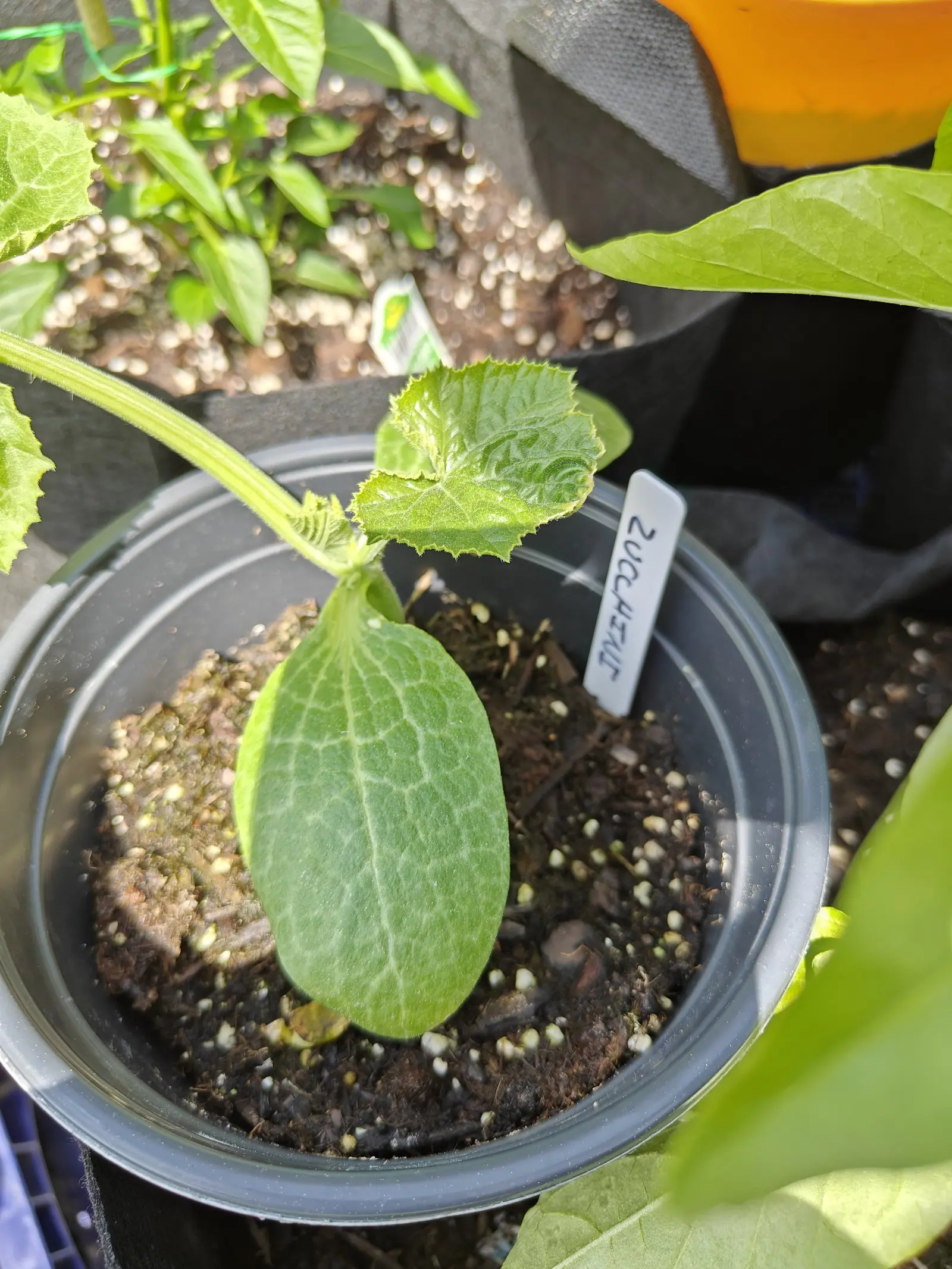 A zucchini seedling in a clear plastic pot, one large rounded leaf below a toothed new one, coarse compost dotted with pale fertiliser granules, a white label and an orange pot behind.