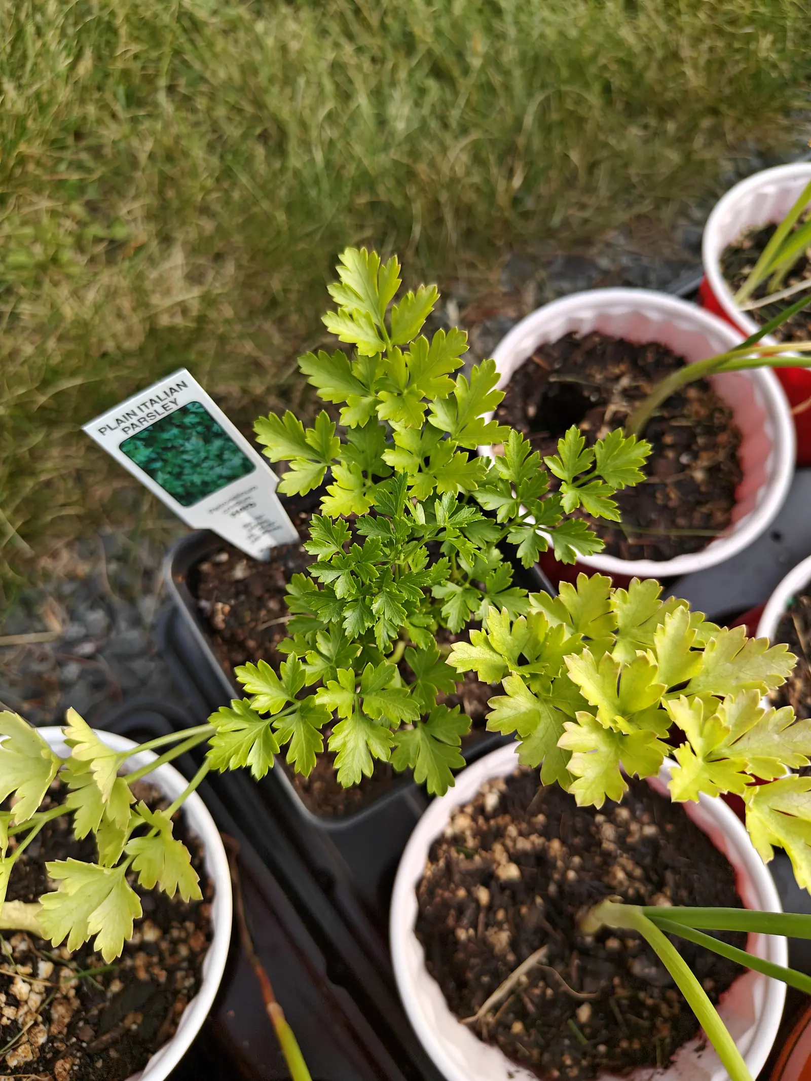 Flat-leaved parsley seedlings in white plastic cups on a black tray, a printed packet label beside them, gritty compost in each cup and dry grass beyond.
