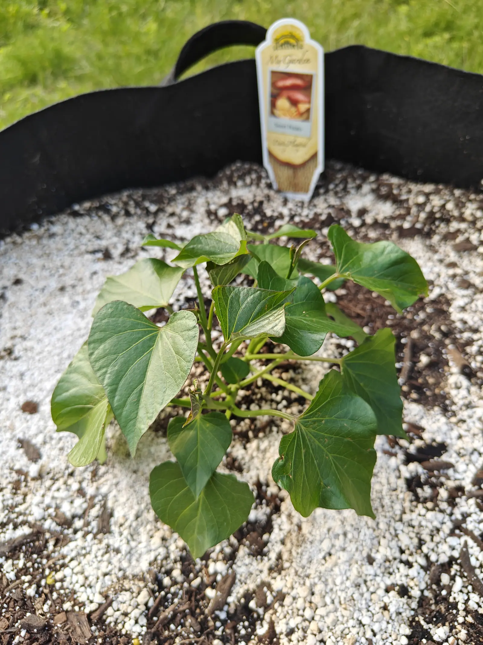A sweet potato slip with heart-shaped leaves in a black fabric grow bag, its compost topped with coarse white perlite, a printed nursery label standing at the back and grass beyond.