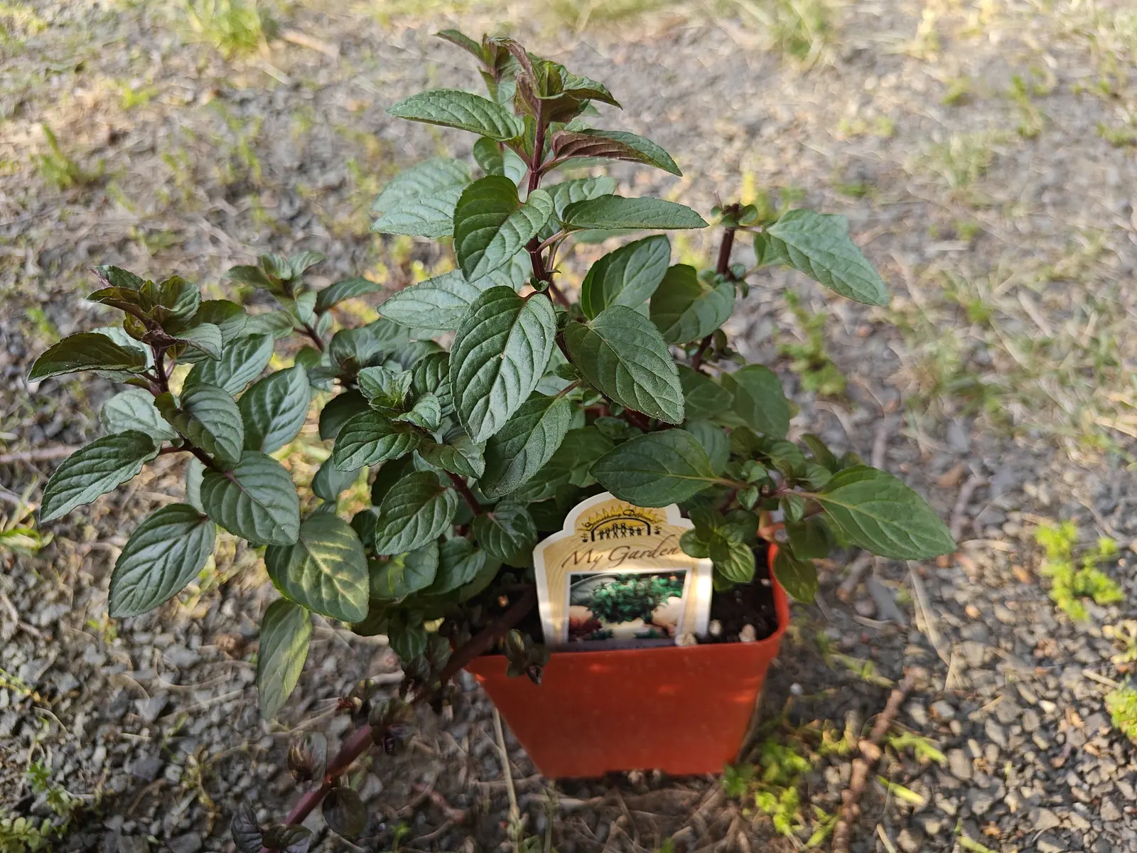 A compact plant in a small red plastic pot on gravel, its dark green oval leaves deeply veined and slightly puckered on reddish stems. A printed nursery tag is tucked into the pot.