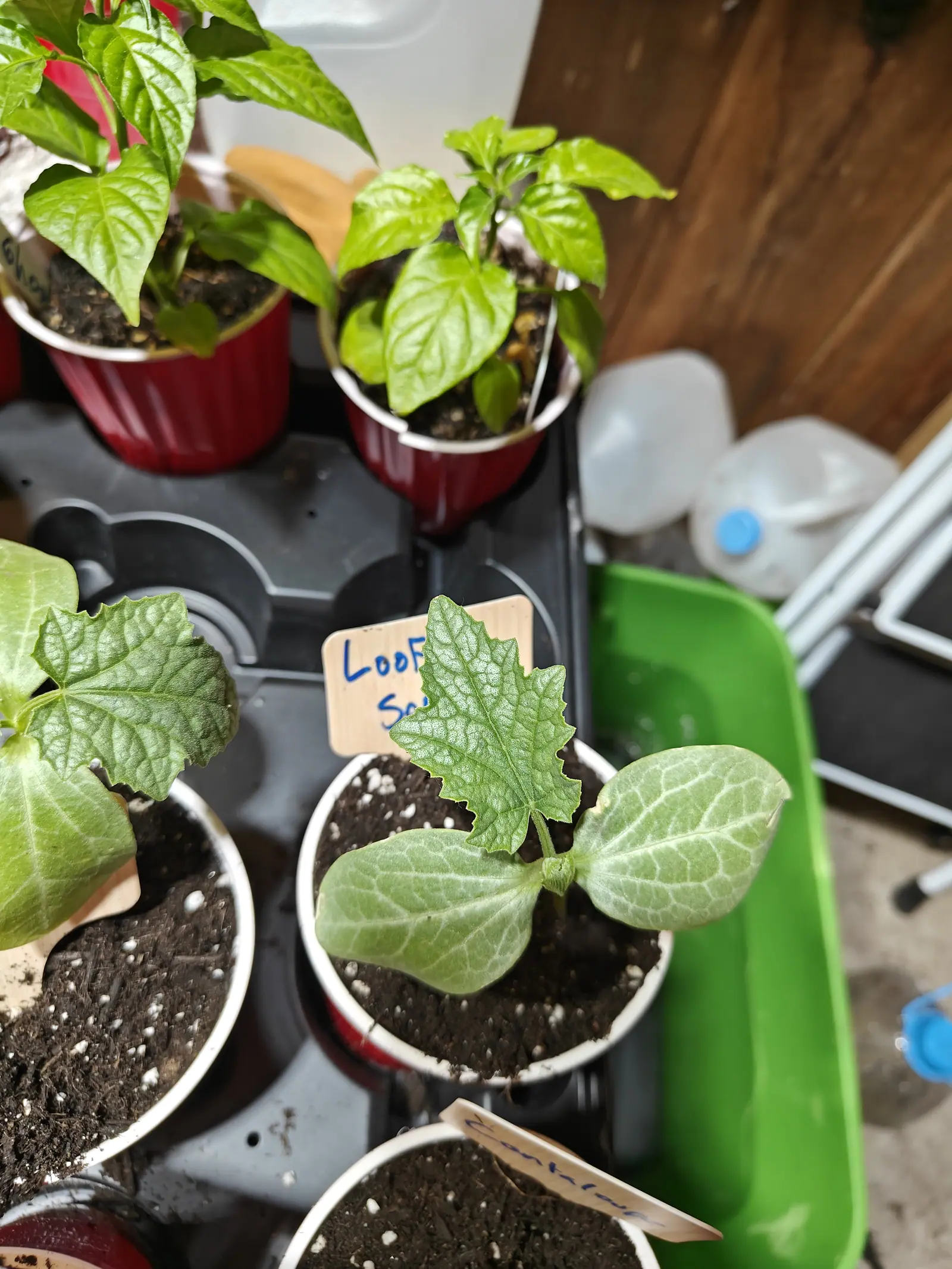 Young seedlings in white plastic cups of dark compost, each with a pair of broad rounded seed leaves and a first lobed, rough-edged true leaf. A handwritten wooden label stands among them, with red pots, a green tray and jugs behind.