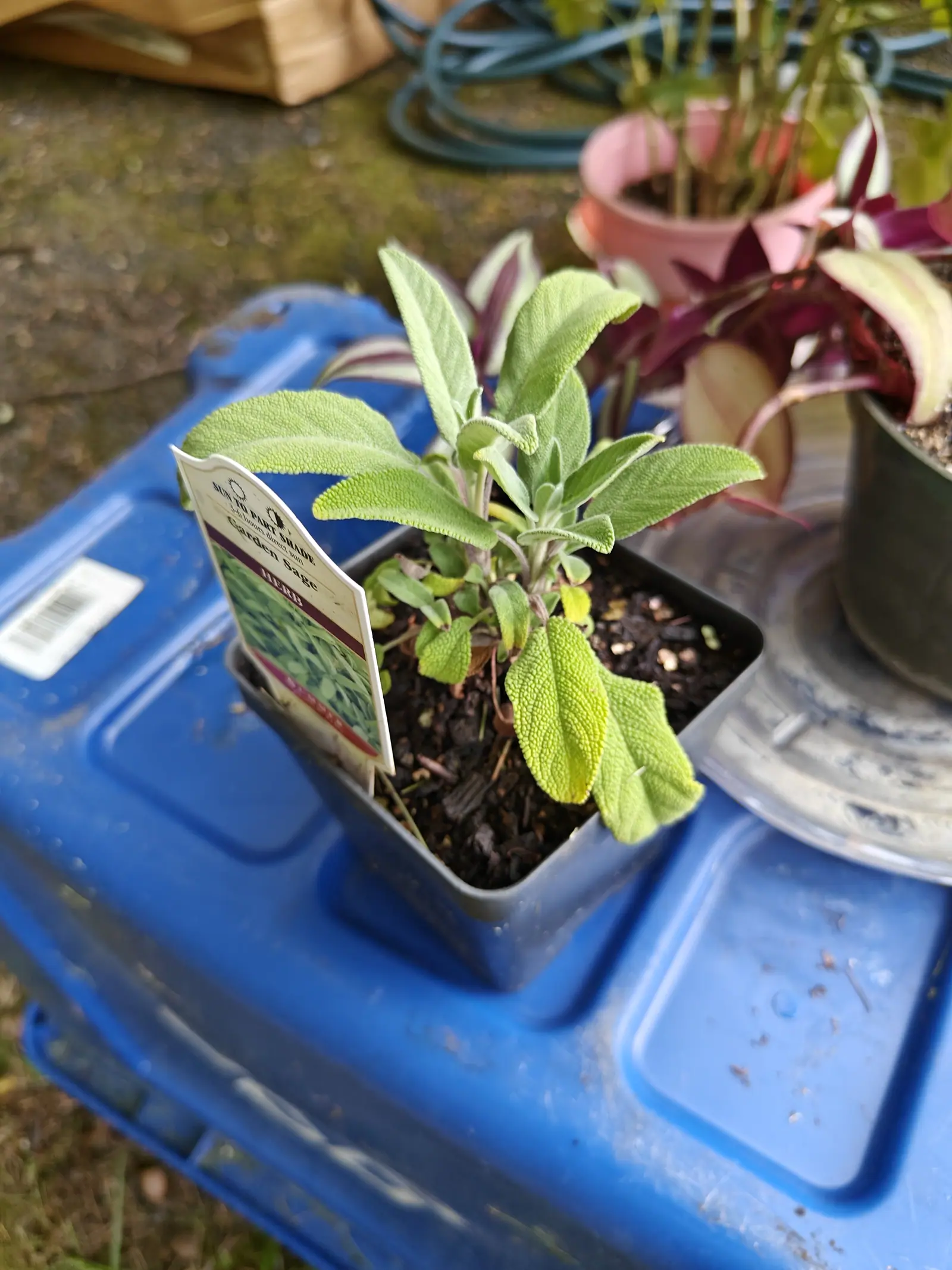 A young garden sage in a square black plastic pot on the blue lid of a tote, downy grey-green leaves above dark compost, a printed nursery label at the front and a coiled green hose behind.