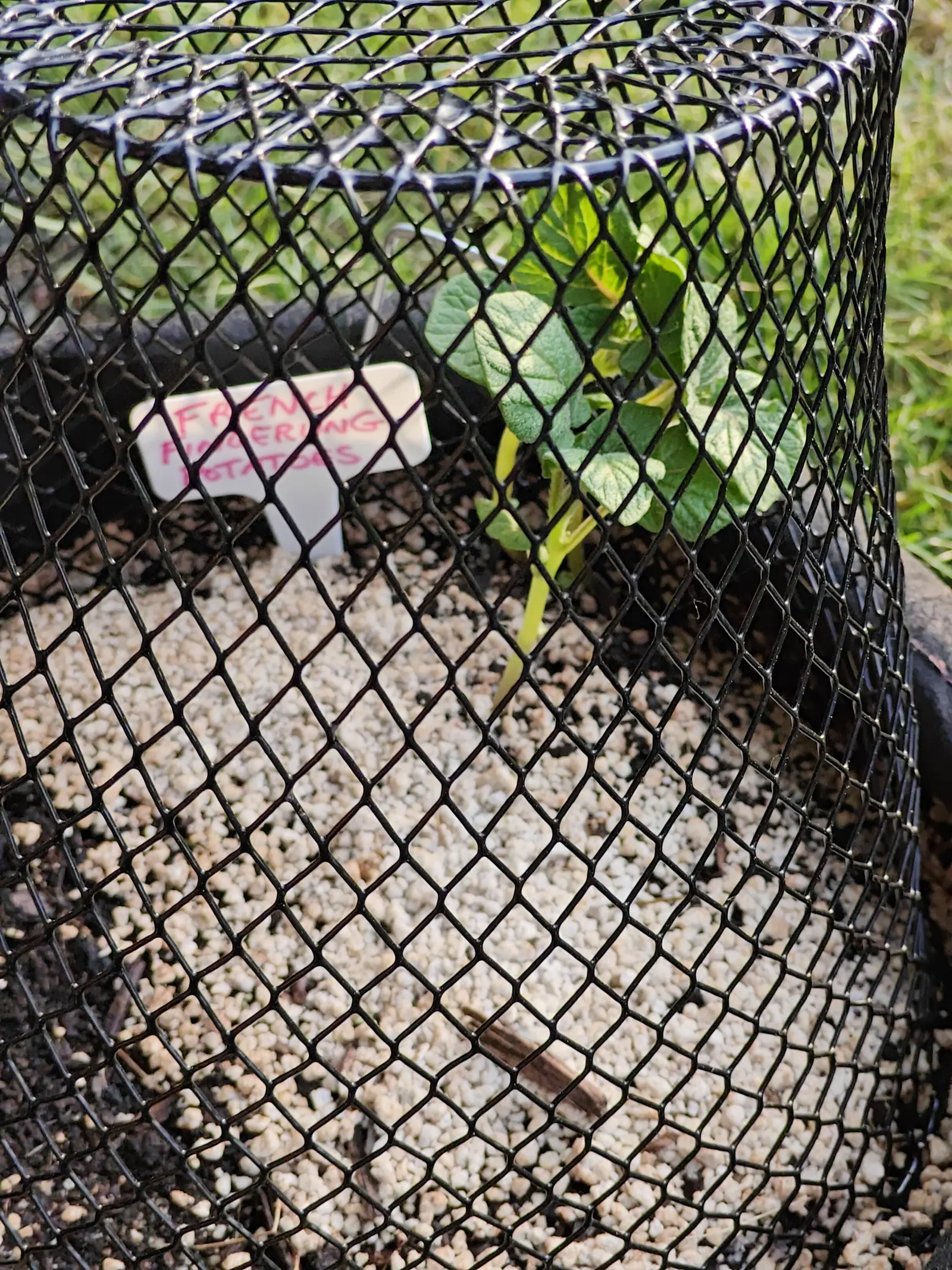 Black plastic netting drawn over a fabric grow bag, a potato shoot with rounded leaves showing through the mesh, a pink handwritten label against pale gritty compost.
