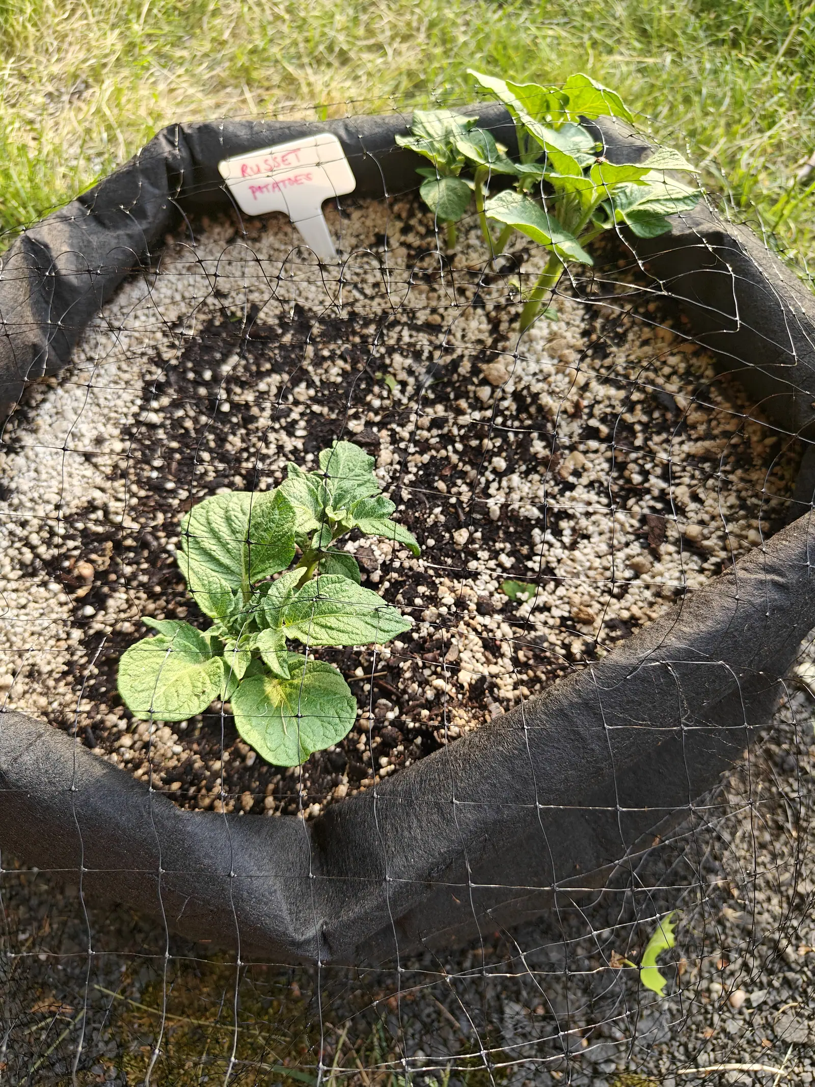 A black fabric grow bag of pale gritty compost with two potato shoots emerging, plastic netting draped over the rim and a label handwritten in red at the back, grass around.