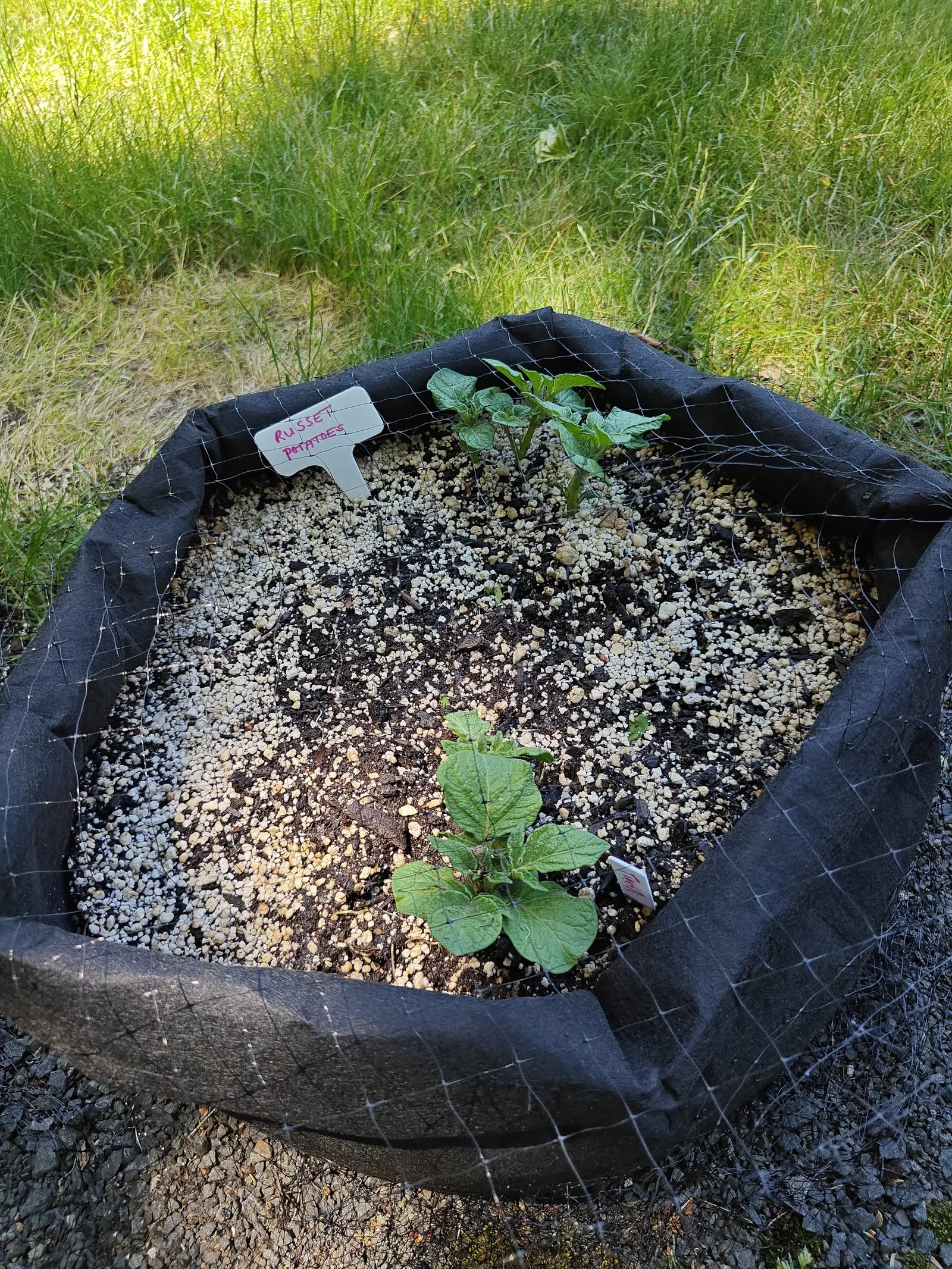 Two potato shoots in a black fabric grow bag standing in long grass, netting stretched across the pale gritty surface, a handwritten label leaning at the back.