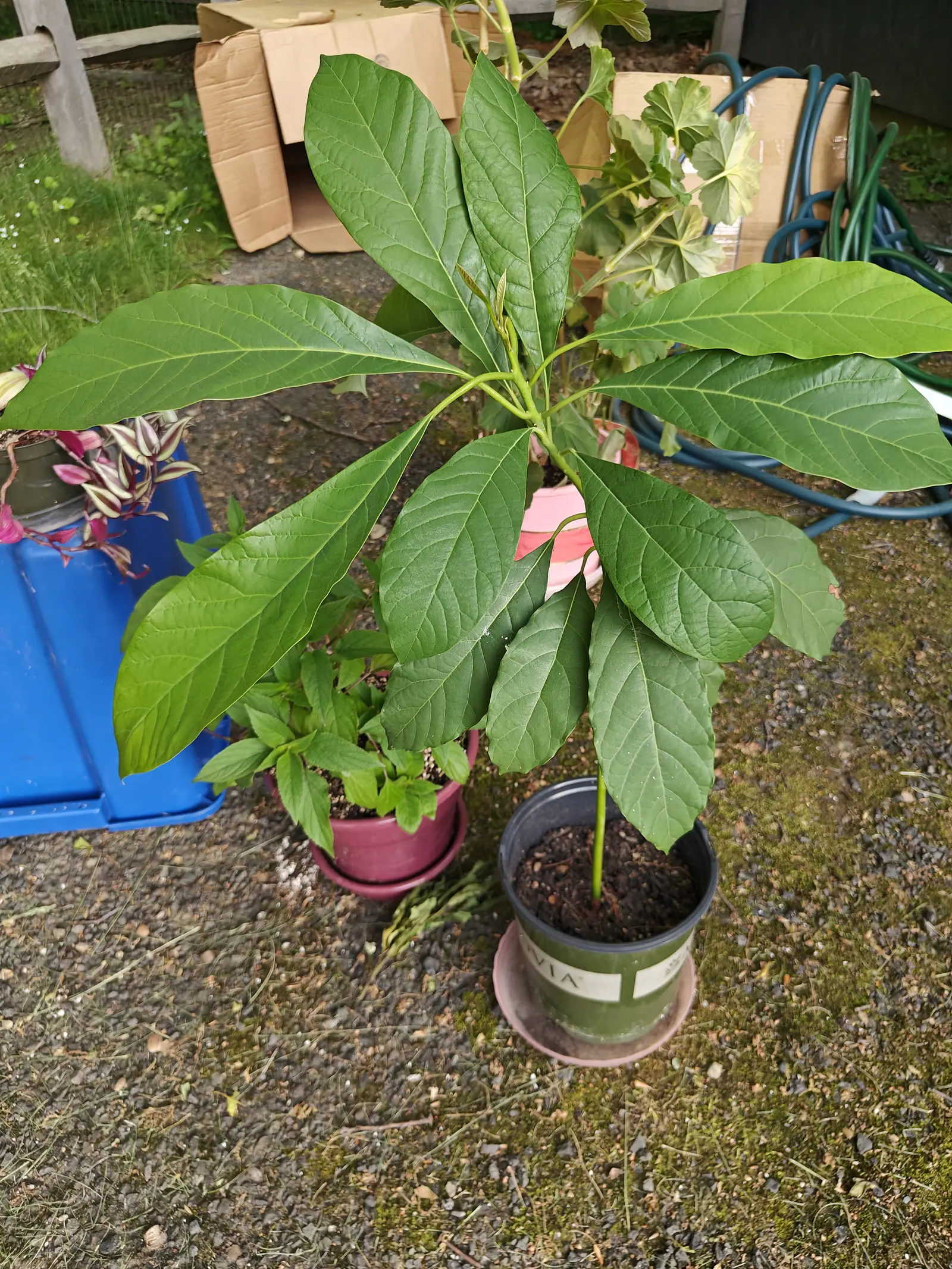 An avocado plant with a rosette of long glossy leaves in a black plastic pot on mossy concrete, flattened cardboard boxes and a coiled hose behind, a blue tote and a magenta pot alongside.