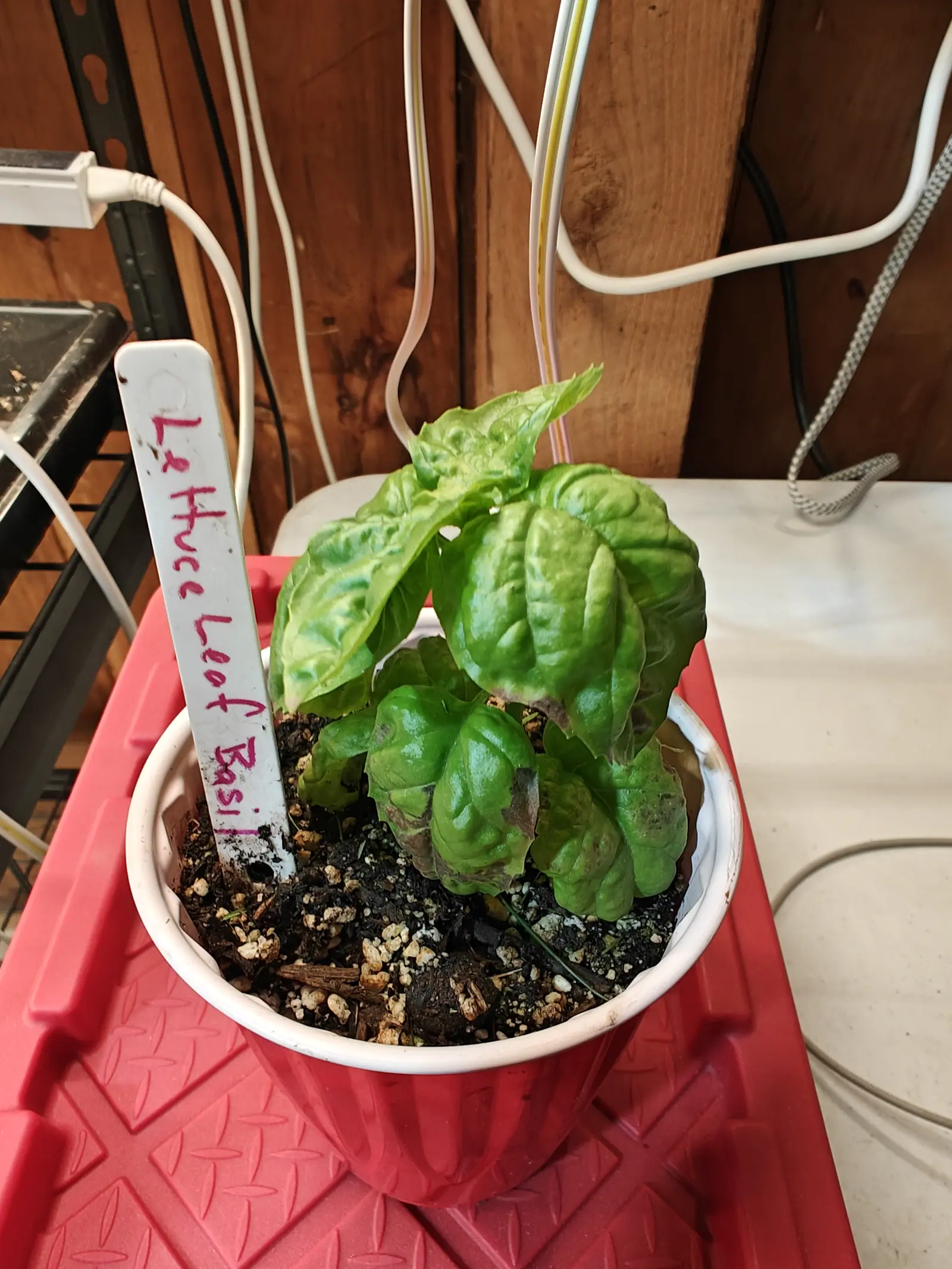 A lettuce-leaf basil with big blistered crinkled leaves in a shallow white bowl on a red plastic stool, a white label beside it, cables against the timber wall behind.