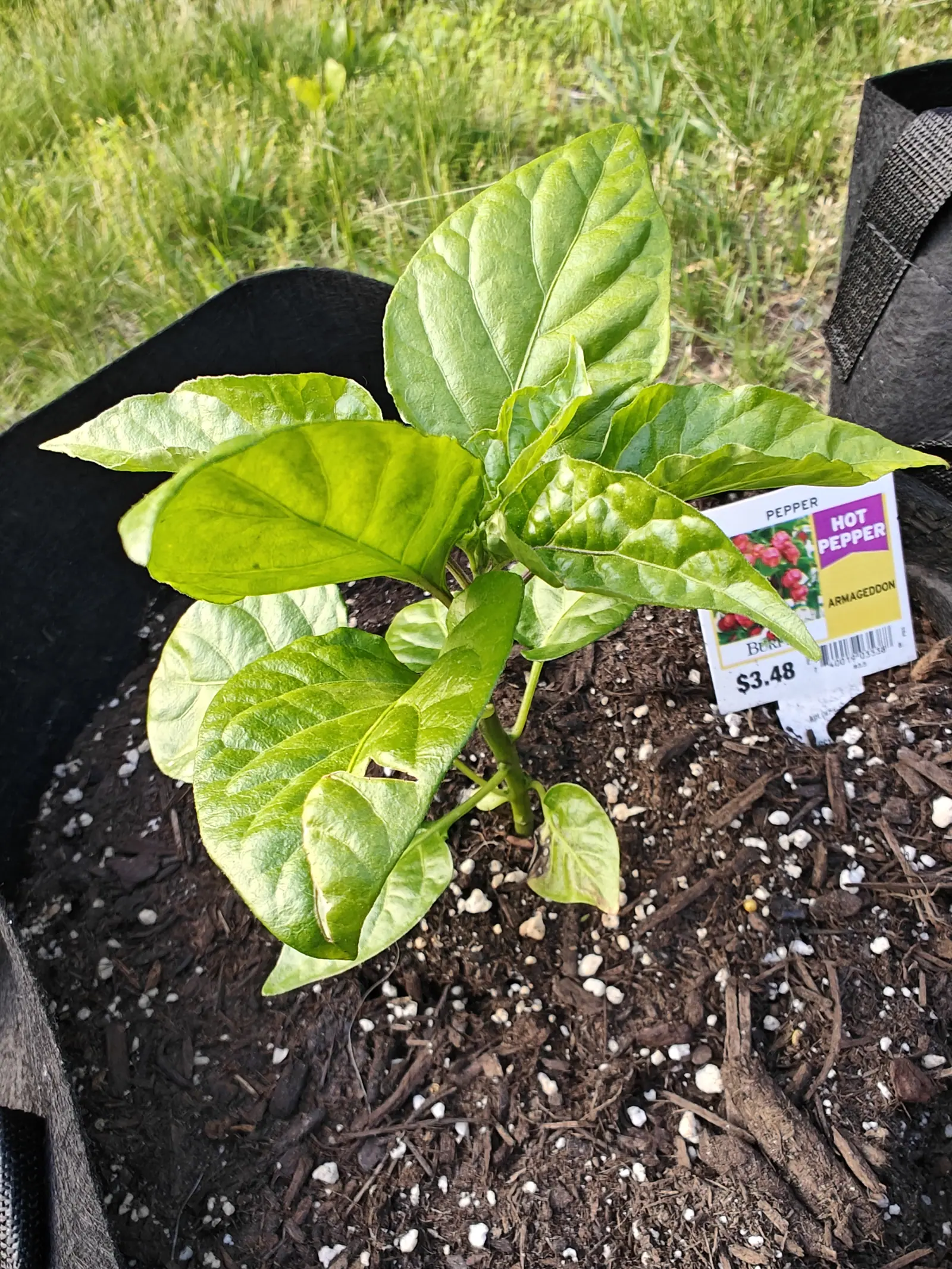 A pepper plant with broad glossy leaves in a black fabric grow bag mulched with bark and perlite, a printed nursery label at its side, grass beyond.