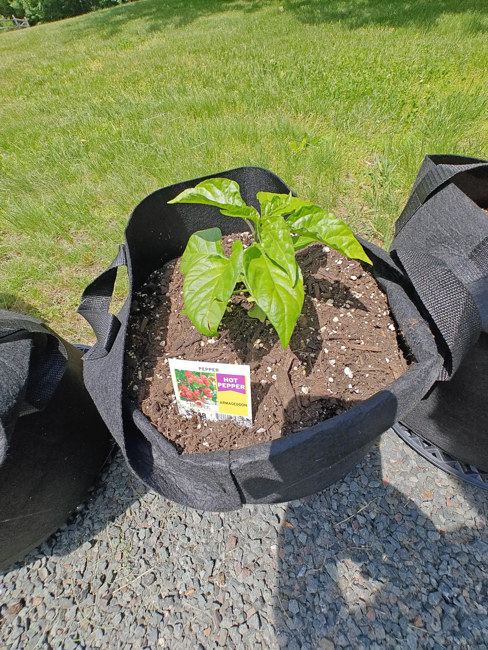 A young pepper plant centred in a black fabric grow bag on gravel, a printed label lying against the dark compost, neighbouring bags either side and mown lawn behind.