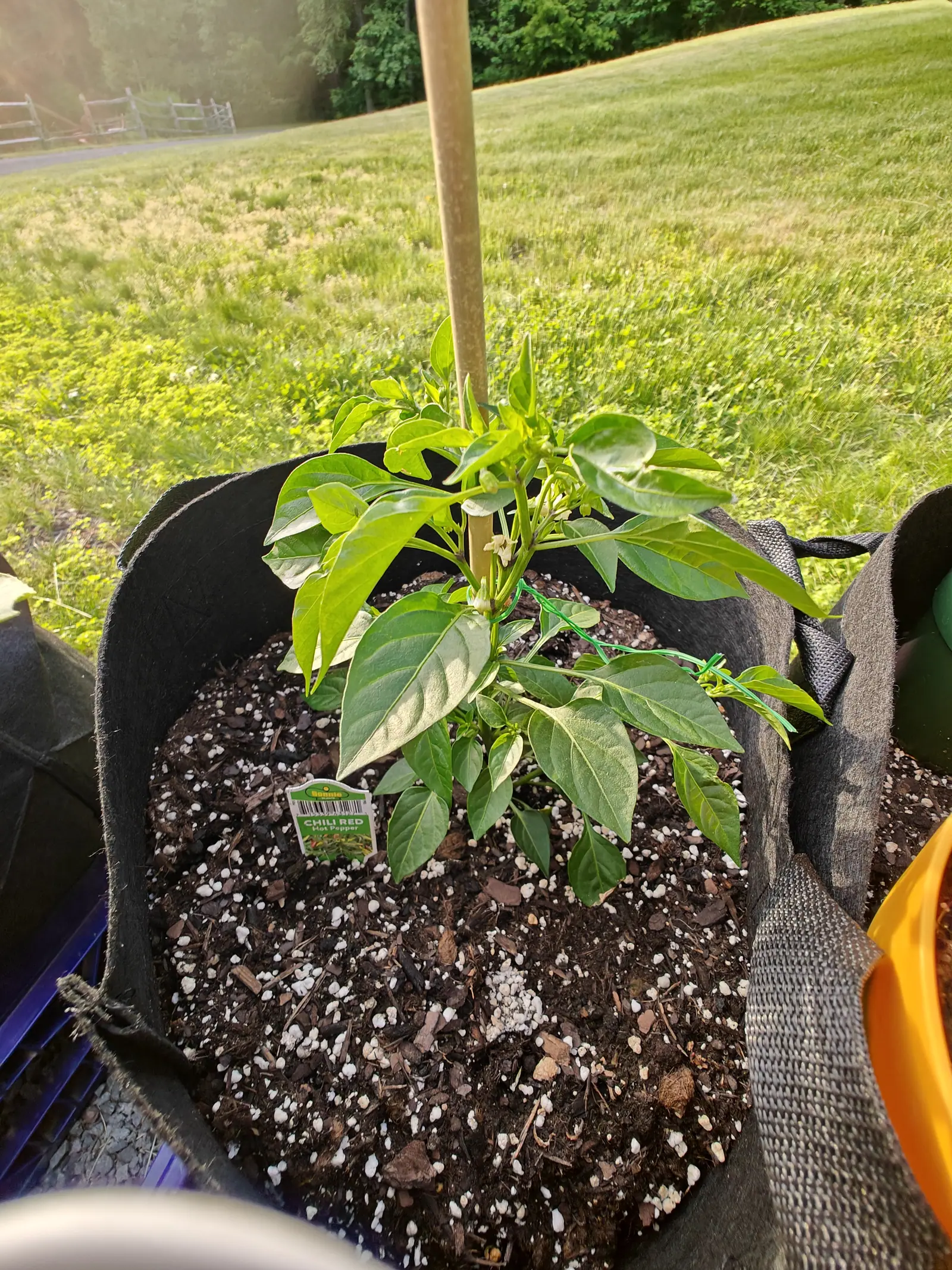 A pepper plant tied to a bamboo cane in a black fabric grow bag, a small printed label at its foot, perlite-flecked compost below and sunlit lawn and fencing beyond.