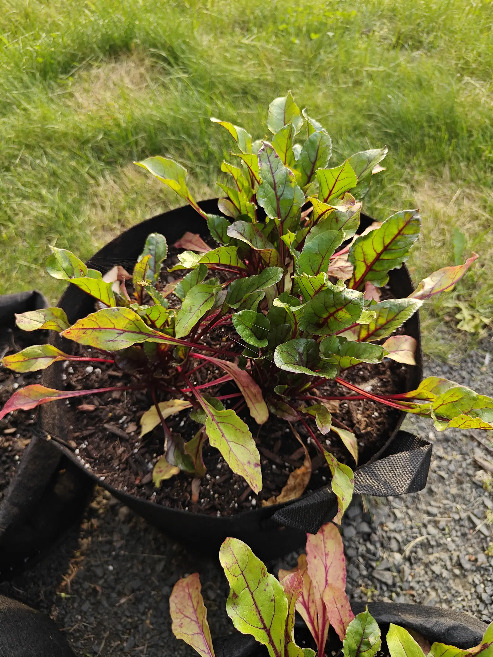 A clump of beet seedlings with crimson stems and green leaves in a black fabric grow bag, older outer leaves yellowing, standing on gravel beside rough grass.
