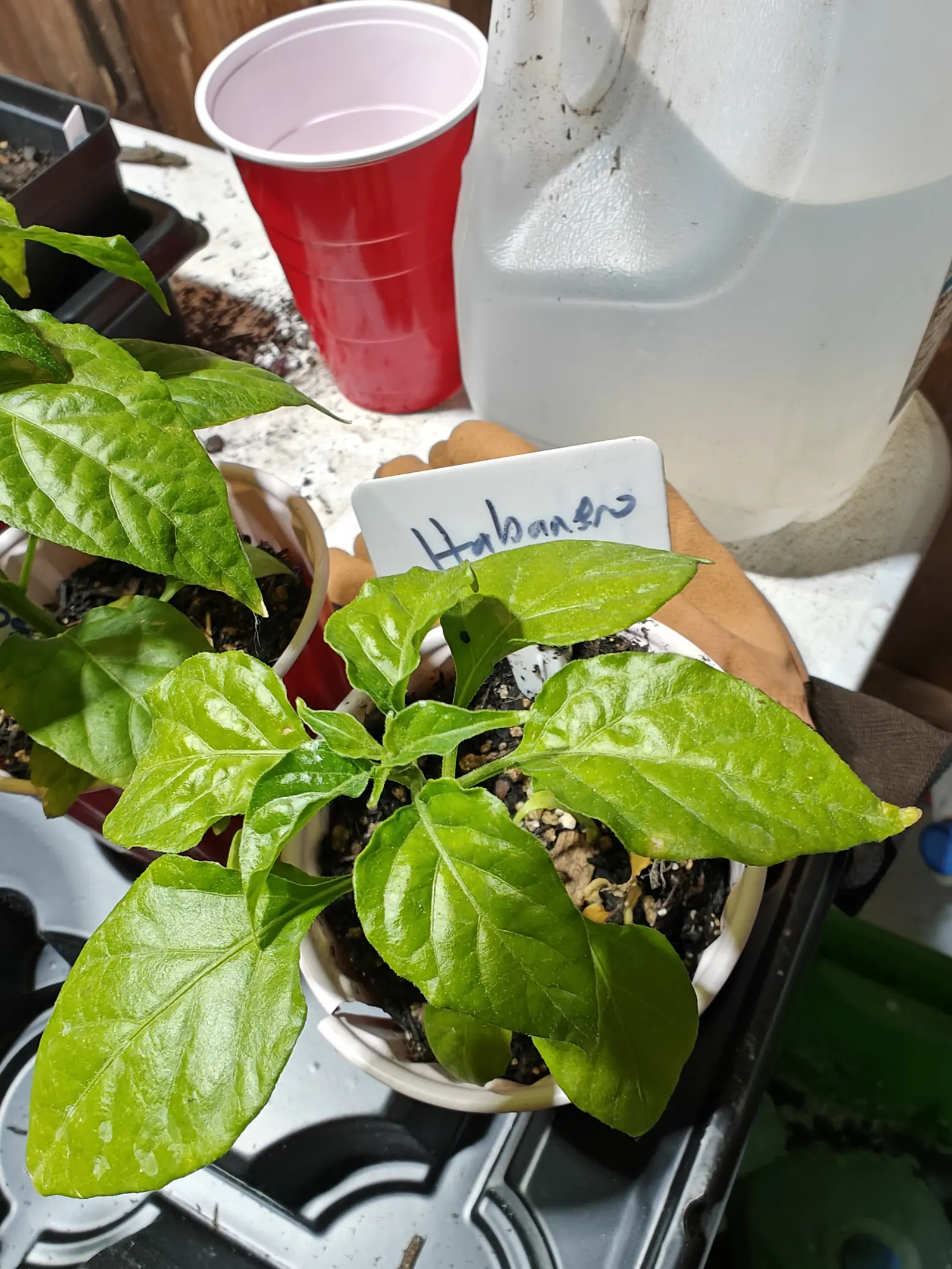 A pepper seedling in a white cup with a handwritten label held up behind it by a hand, a red plastic cup and a white jug on the bench alongside.