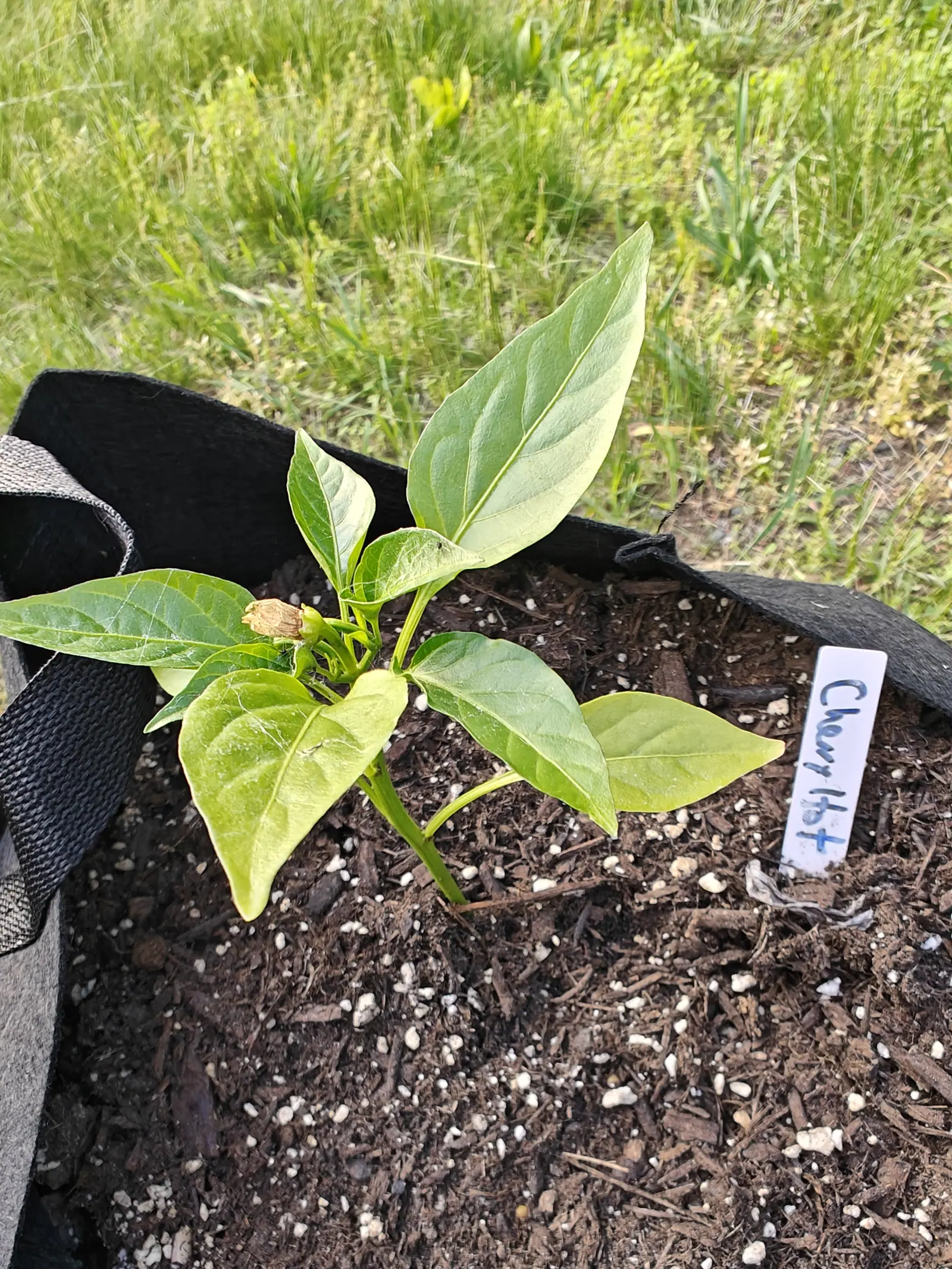 A pepper seedling with a single flower bud in a black fabric grow bag mulched with bark and perlite, a white label lettered in blue at the right, rough grass beyond.
