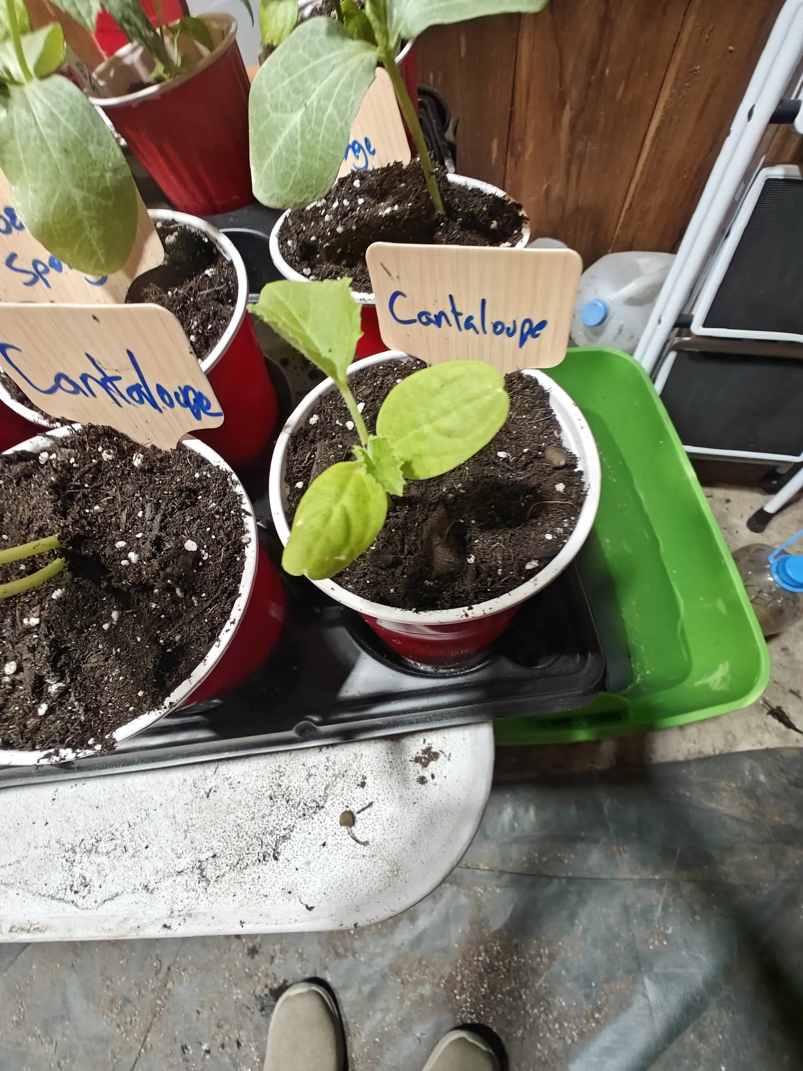 Cantaloupe seedlings in white cups on a black tray, handwritten blue labels leaning over them, a green plastic tote alongside on the concrete floor.