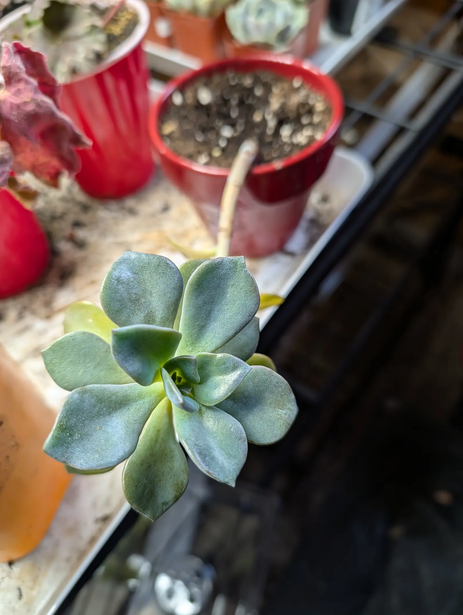 A single open rosette of thick rounded pale blue-green leaves with a faint powdery bloom, lying on a bench beside a red pot of bare compost with a cut stem in it.