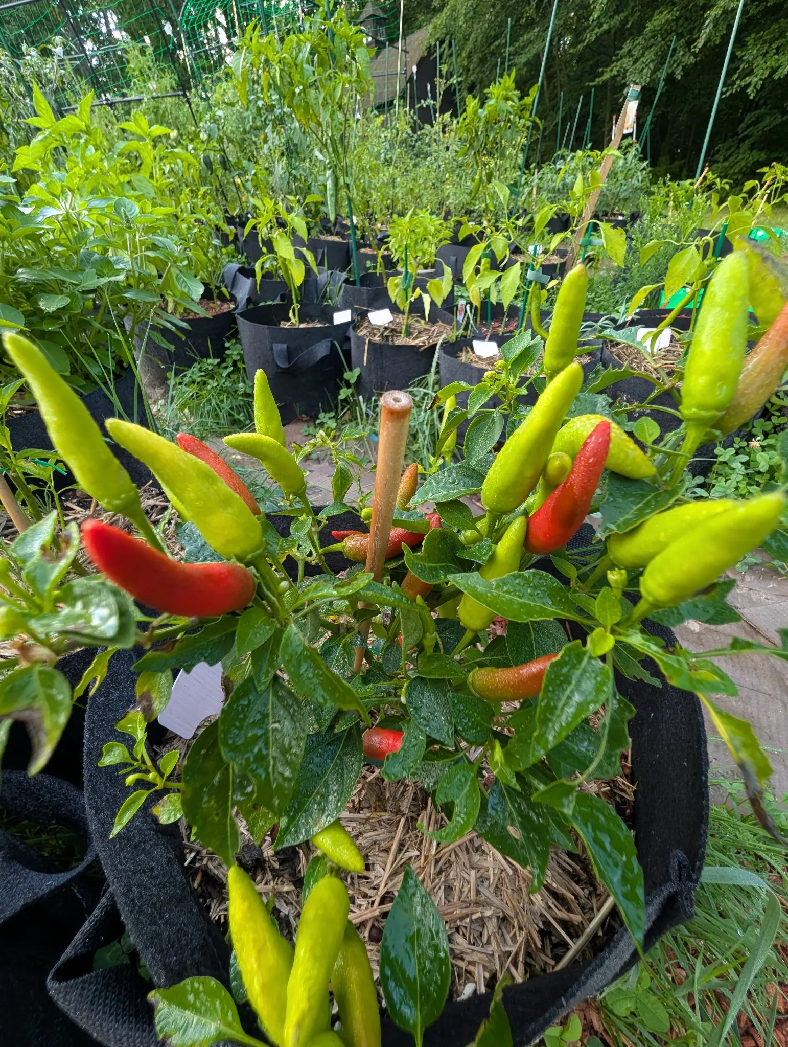 A cayenne-type pepper plant heavy with slim upright fruit in red and yellow-green, filling a black fabric grow bag over straw mulch, rows of further bags and green growth behind.