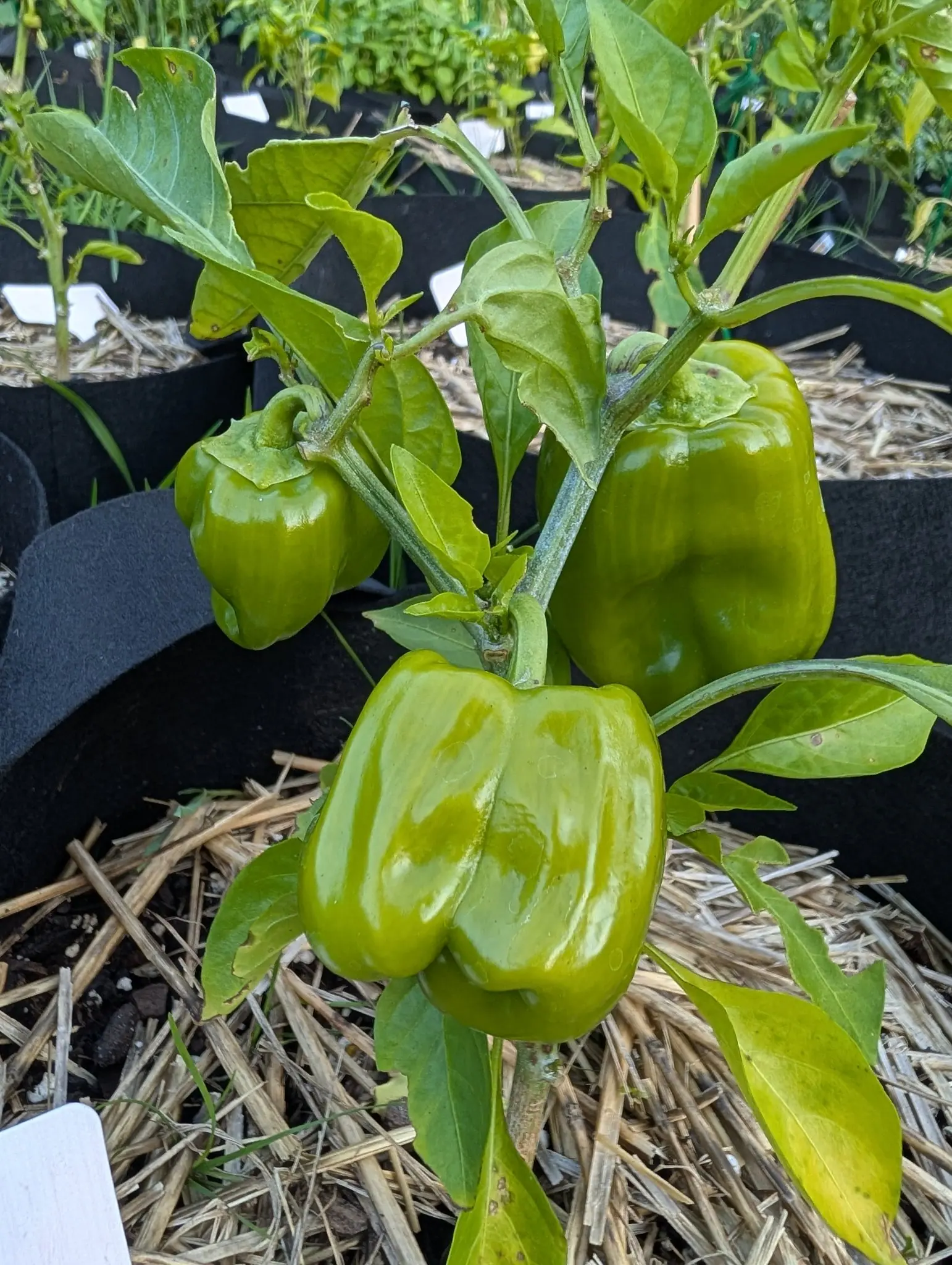 Three blocky green peppers hanging on a plant in a black fabric grow bag over straw mulch, their shoulders glossy in the light, white labels standing in the bags behind.
