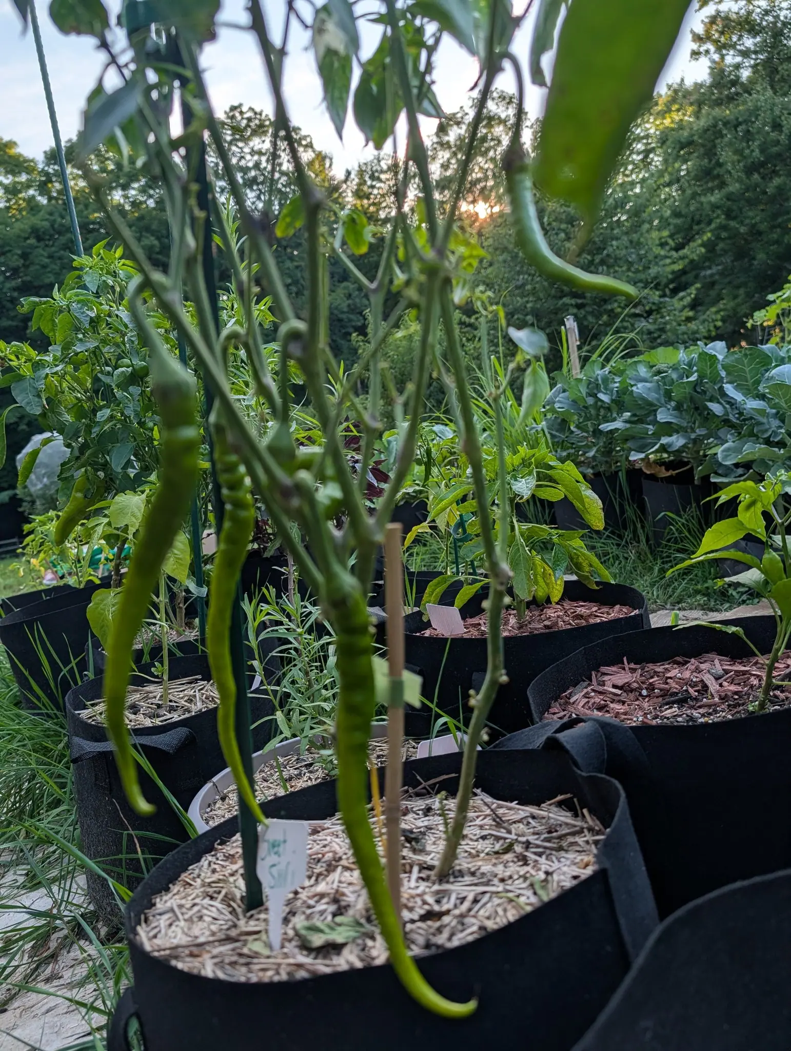 Long slim pale green peppers hanging from a staked plant in a black fabric grow bag over straw mulch, rows of bags and blue-green brassicas behind, trees against a pale evening sky.