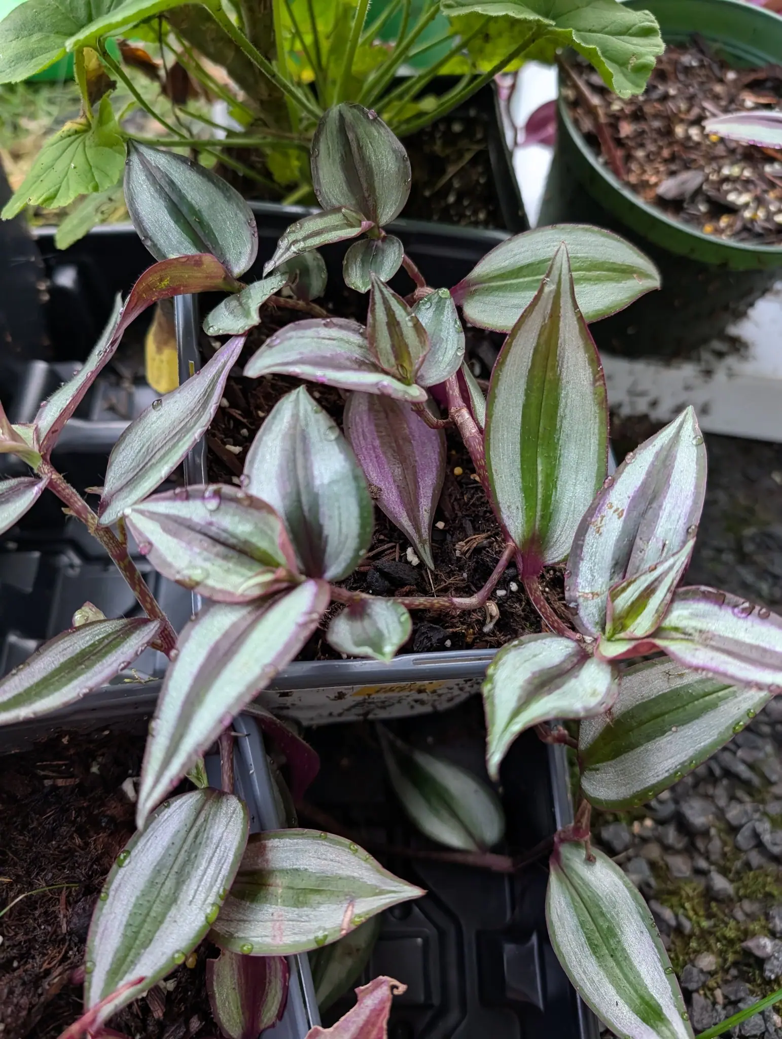 Pointed oval leaves striped lengthways in silver and deep green and purple beneath, on fleshy reddish stems in a black tray, with gravel and other pots around it.