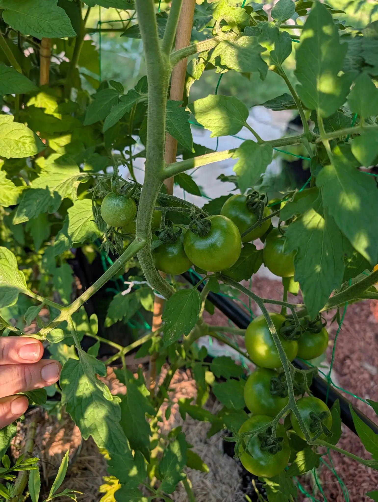 Trusses of green tomatoes on a vine tied to a bamboo cane, a hand steadying a stem at the left, red-orange mulch and a black fabric bag behind.