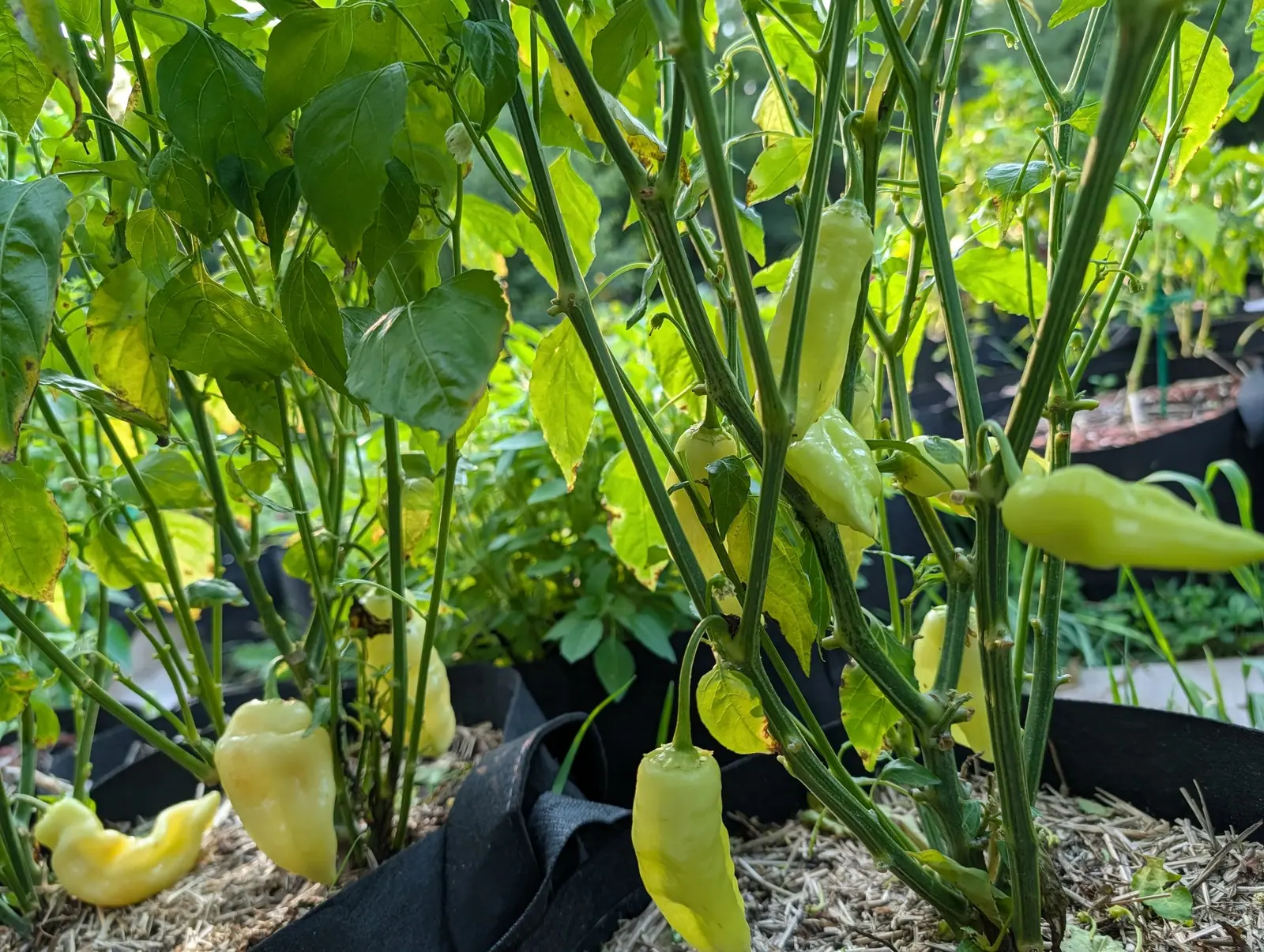 Pale yellow-green tapering peppers hanging on tall stems from a black fabric grow bag, straw mulch below and more bags and foliage receding behind.