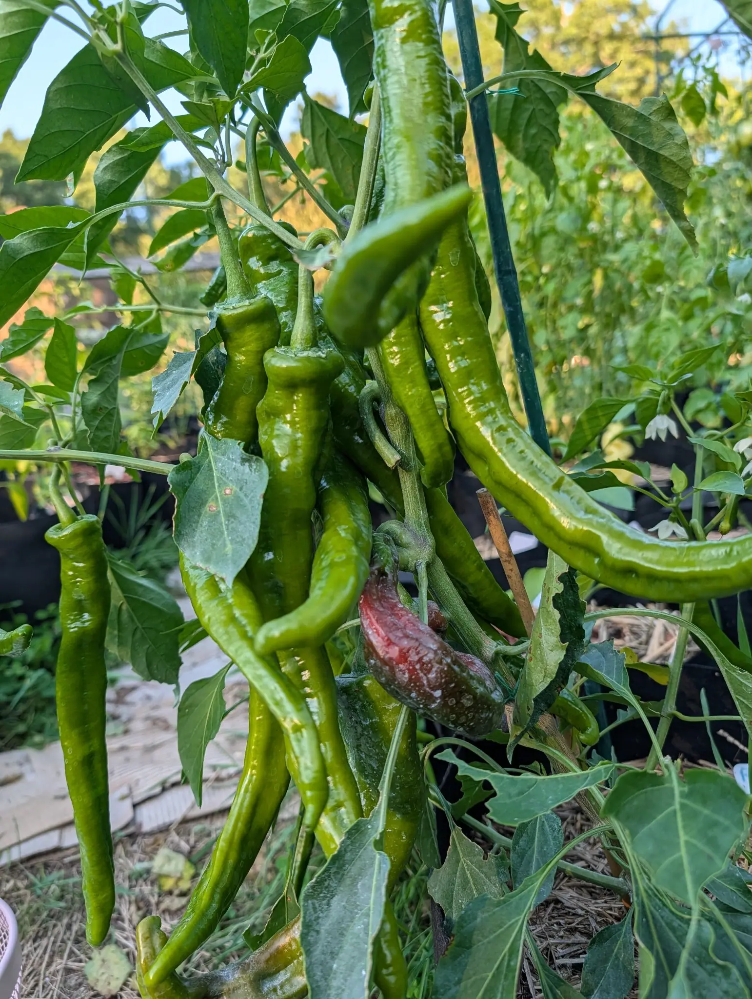 A hanging bunch of long wrinkled green peppers with one ripening red-brown among them, dark leaves around, a green metal stake alongside and grow bags on wood chip behind.