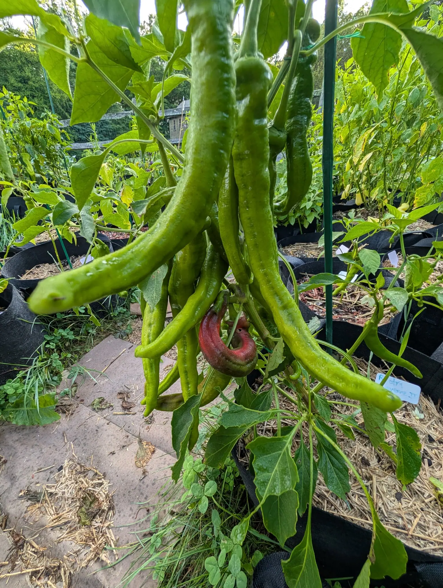 A cluster of long green peppers hanging over a paving stone, one turning maroon at the centre, a green metal stake beside them and rows of straw-mulched grow bags behind.