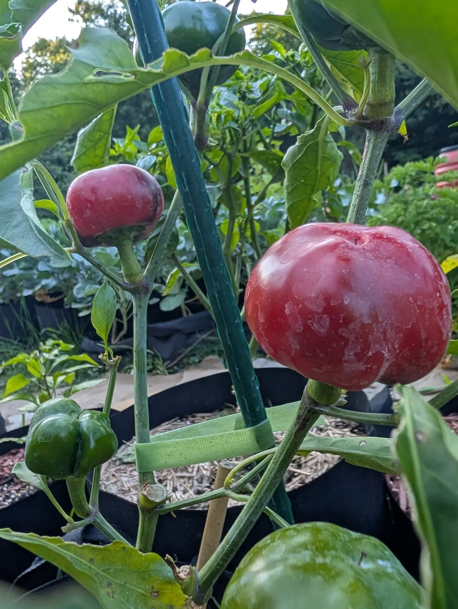 Squat round peppers on a staked plant, one deep glossy red, another dark red and several still green, in a black fabric grow bag over red-orange mulch.