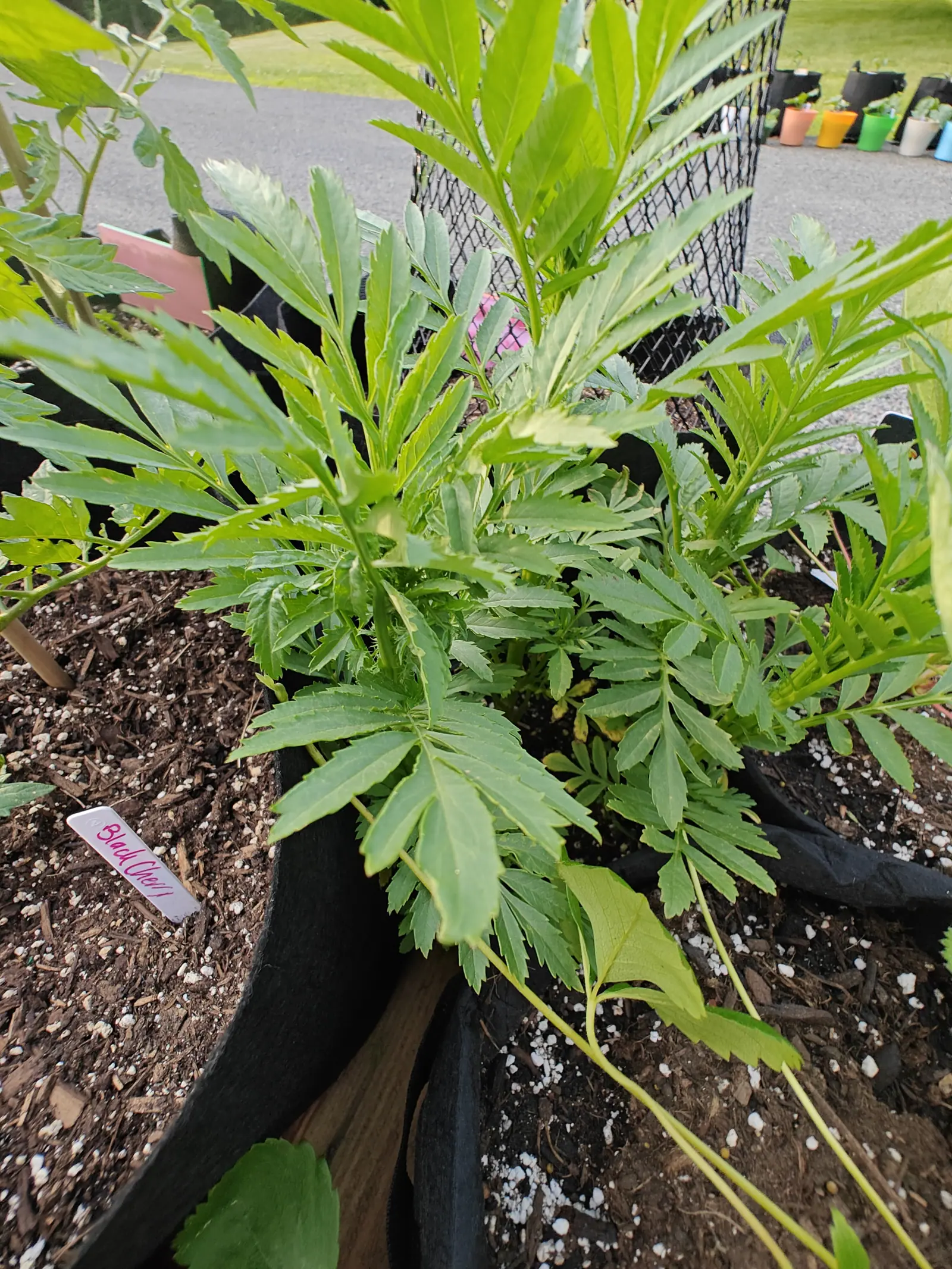 Marigold foliage in a black fabric grow bag, deeply cut ferny leaves not yet in flower, a pink handwritten label at the left, a wire cage behind and rows of coloured pots across the drive.