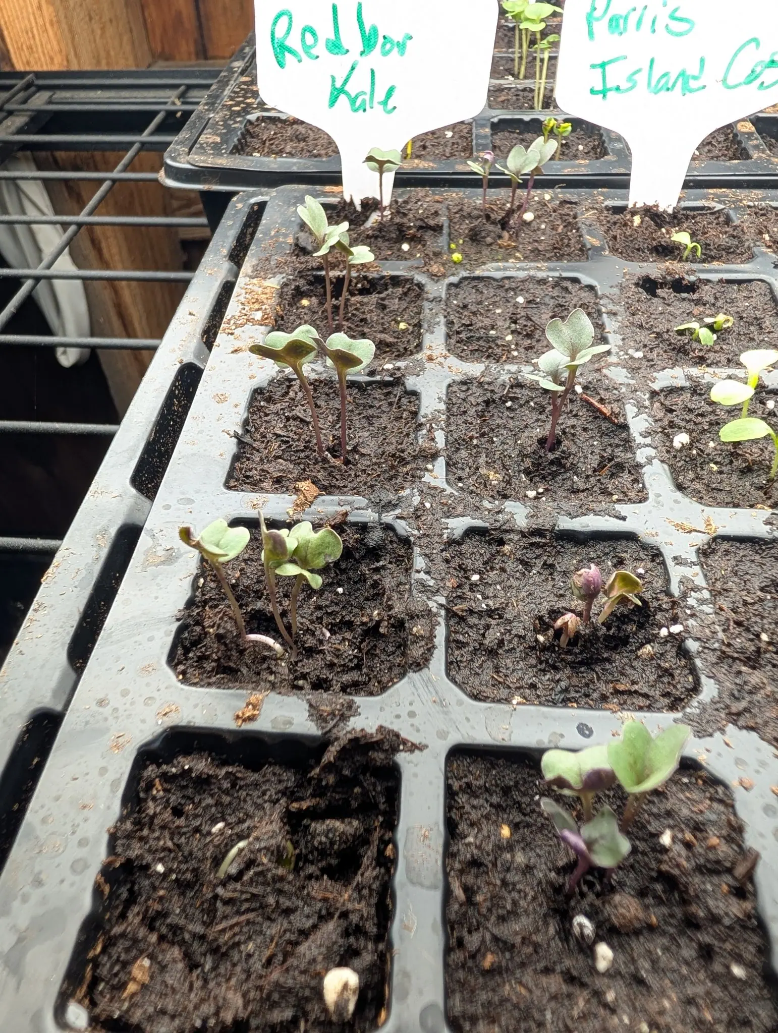 A black cell tray of tiny brassica seedlings in dark compost, some stems flushed purple, handwritten labels standing at the back on a wire shelf.