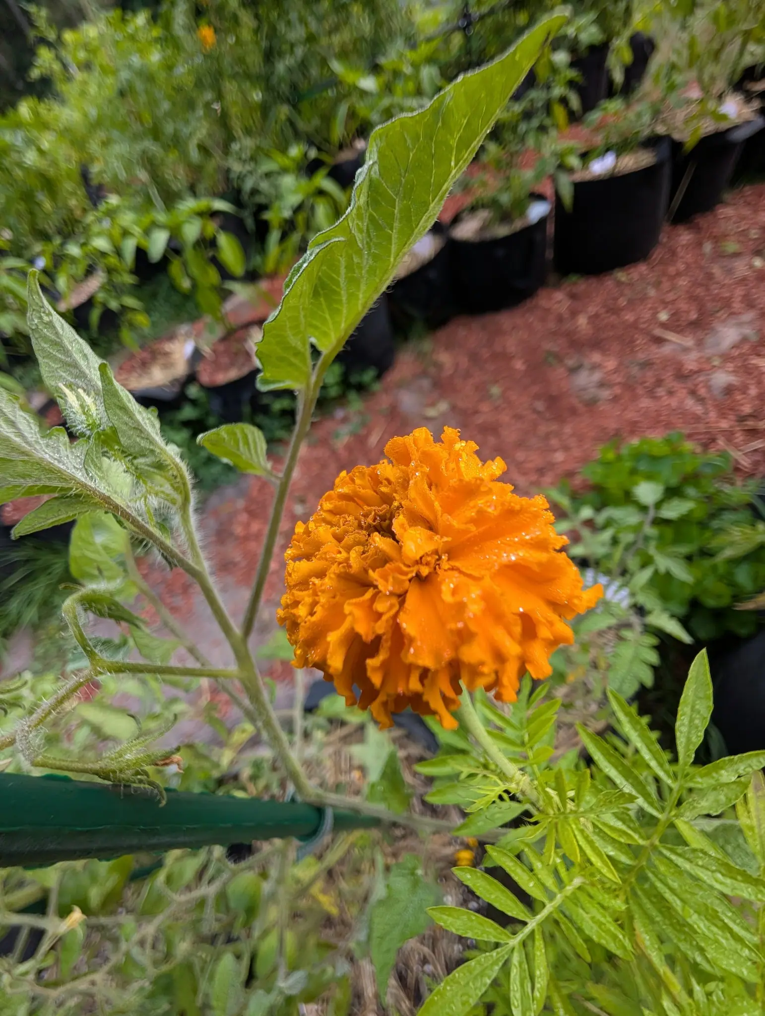 A single frilled orange marigold flower head on its stem, ferny foliage and a tomato leaf around it, red-orange mulch and rows of black nursery pots blurred behind.